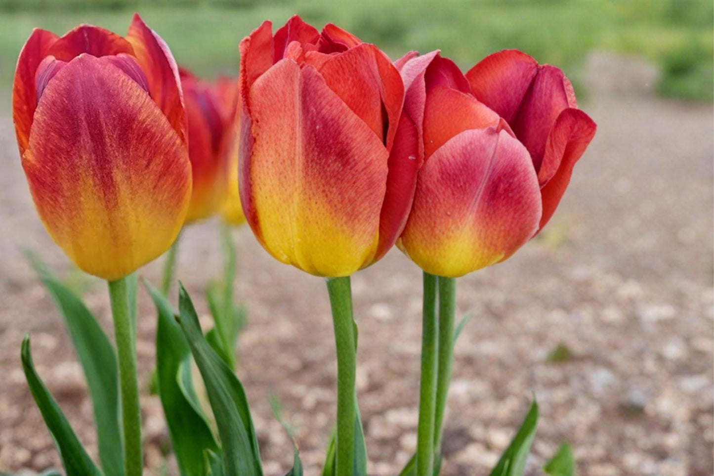 Amber Inferno Tulip Bulbs – Spring Flowering Perennial Tulipa with Warm Amber, Orange, Red Blooms for Garden Beds & Containers