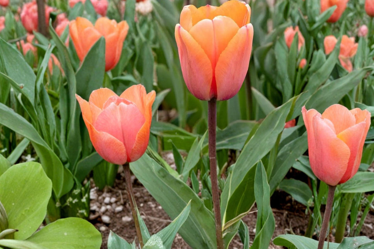 Apricot Impression Tulip Bulbs – 10 Pack, Spring Flowering, Tulipa, Perennial Garden Bulb, Apricot and Pink Tones