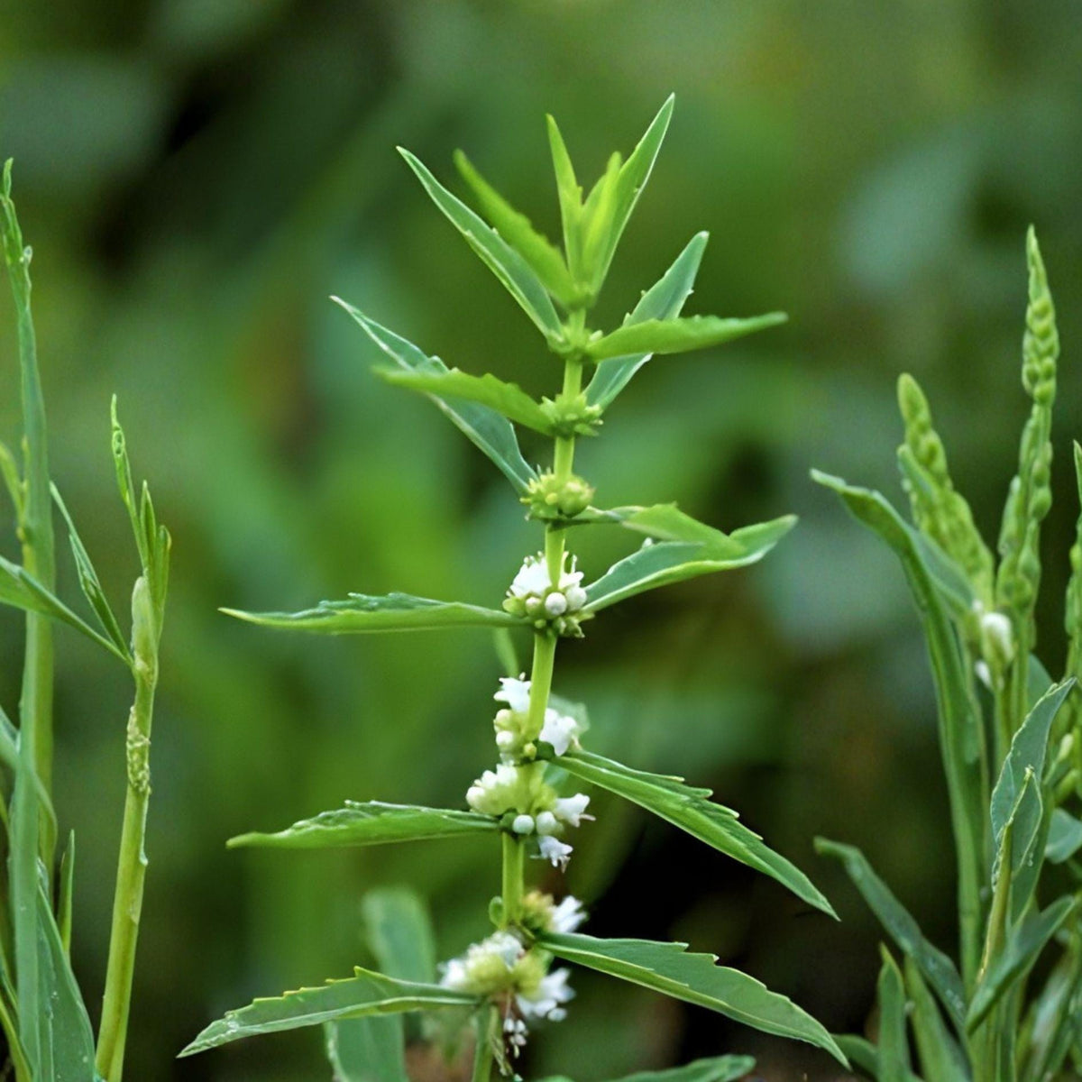 American Bugleweed Seeds – 500 Lycopus americanus Wetland Perennial with White Flowers for Ponds & Rain Gardens