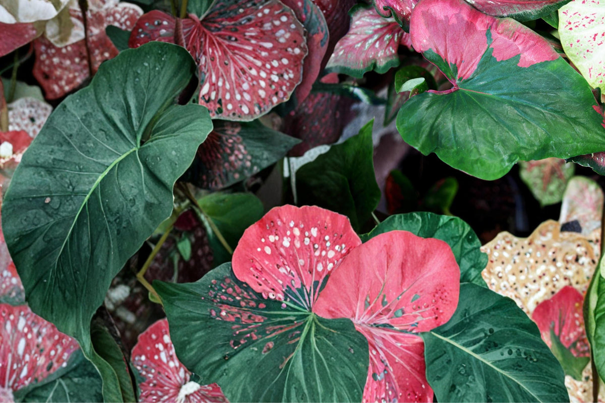 Harrison Strap Caladium Bulbs – Caladium bicolor – Tropical Foliage for Shade Gardens & Containers