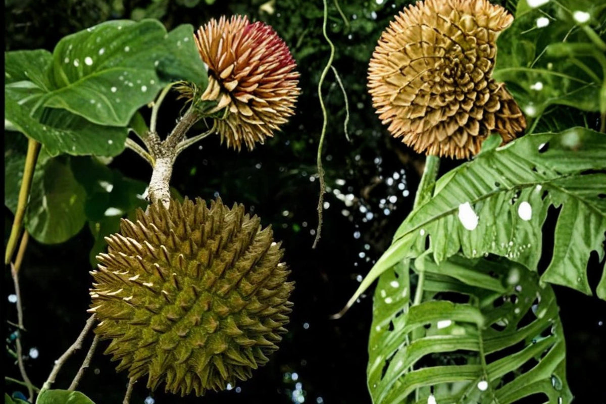 Soncoya Seeds – Annona purpurea Tropical Fruit Tree for Warm Climates, Edible Orange Flesh, Exotic Fruit Plant, 5 Seeds