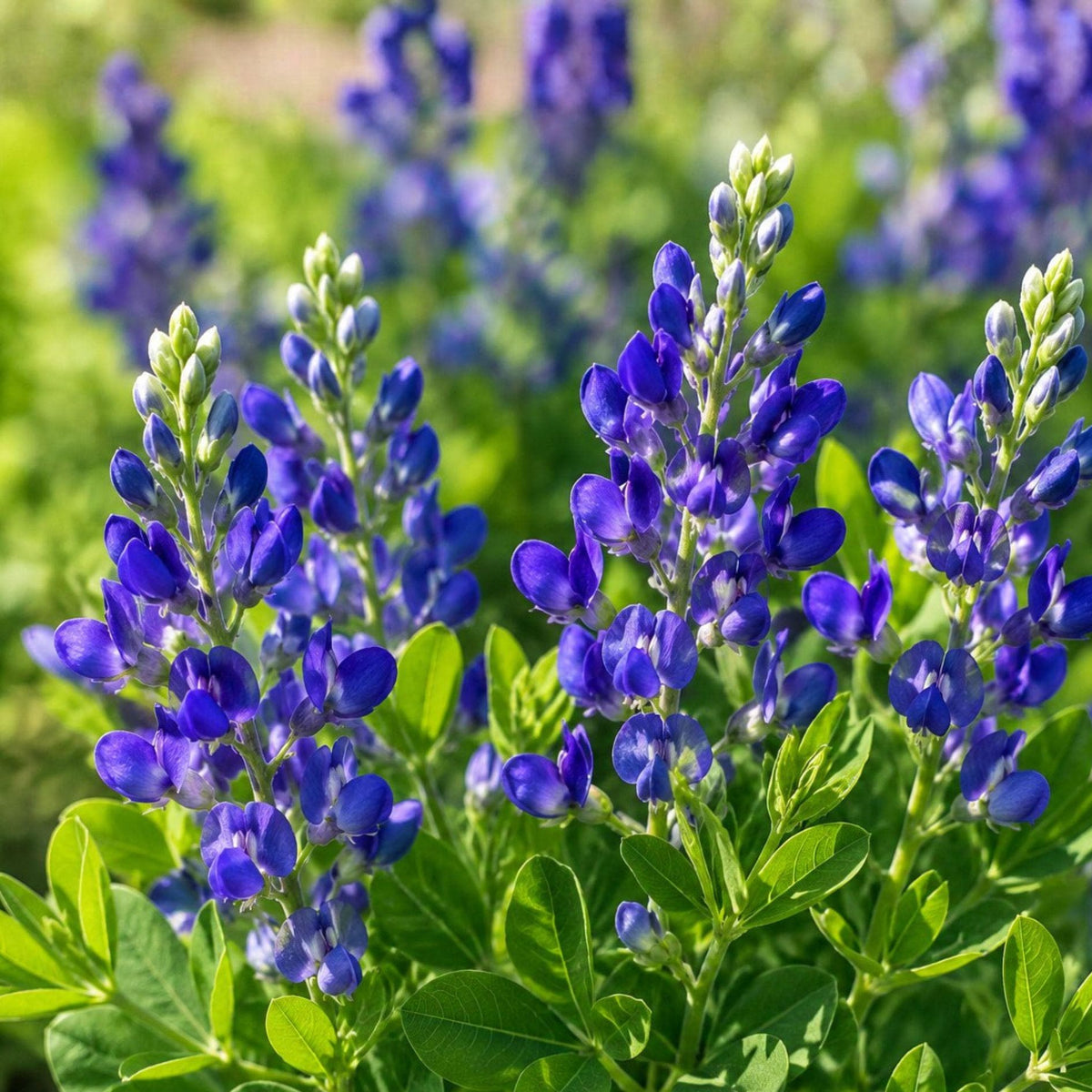 Blue Wild Indigo Seeds – Baptisia australis Perennial Flowering Plant, Blue-Purple Blooms, Native Pollinator-Friendly Seed Pack