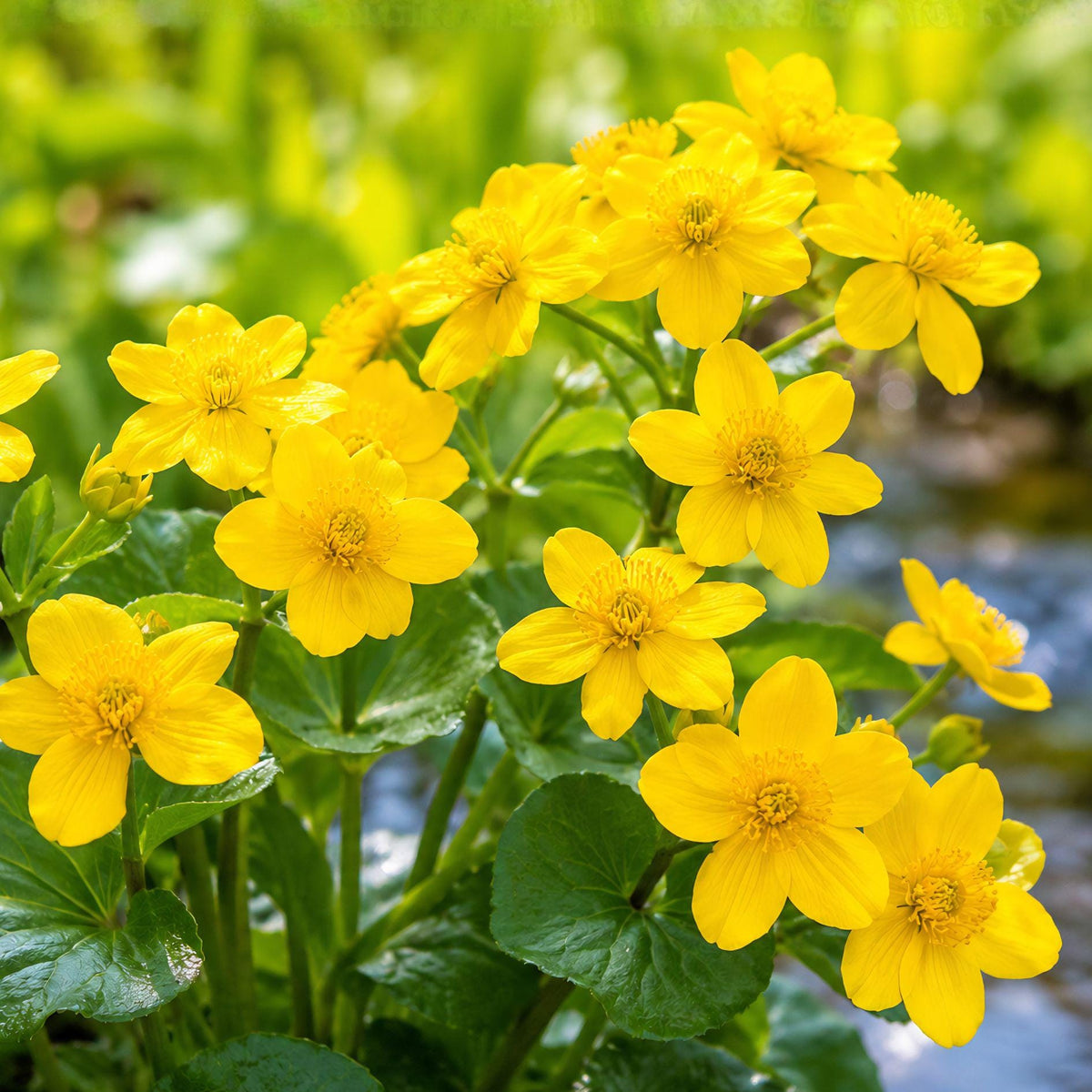 Swamp Marigold Seeds – Bidens aristosa – Native Yellow Flowering Plant for Pollinator Gardens & Moist Soils