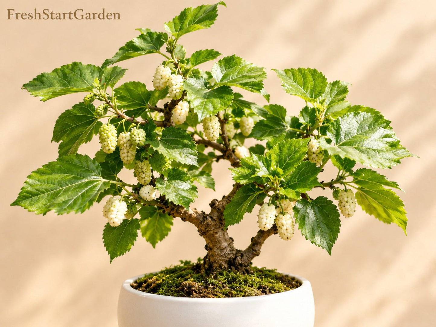 White Mulberry Unrooted Cuttings 6 Inch Morus alba Cold Hardy Fruit Tree for Garden & Orchard