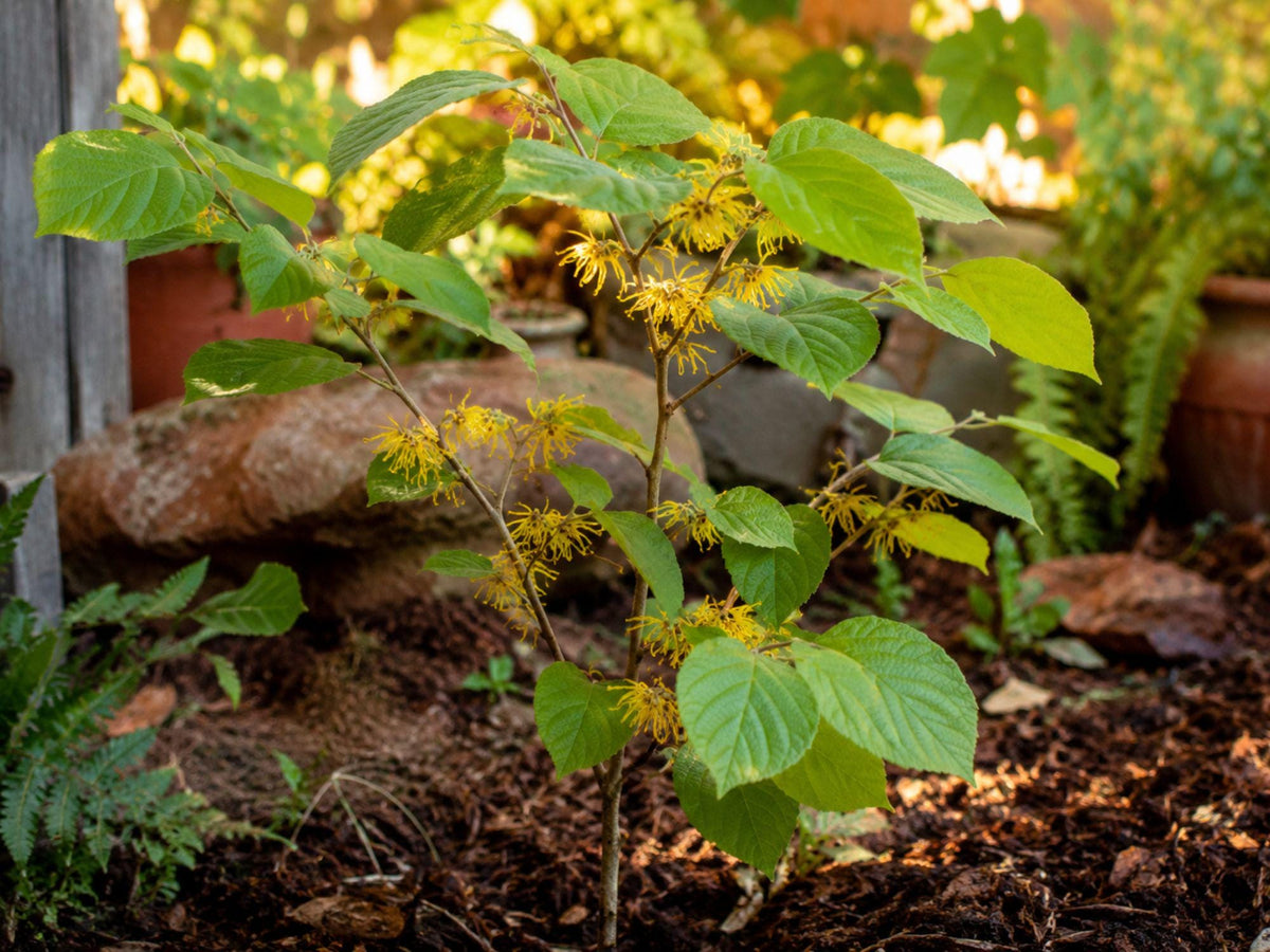 Bare Root Witch Hazel Tree - Fall Blooming Hamamelis virginiana with Fragrant Yellow Flowers, 12-24 Inches