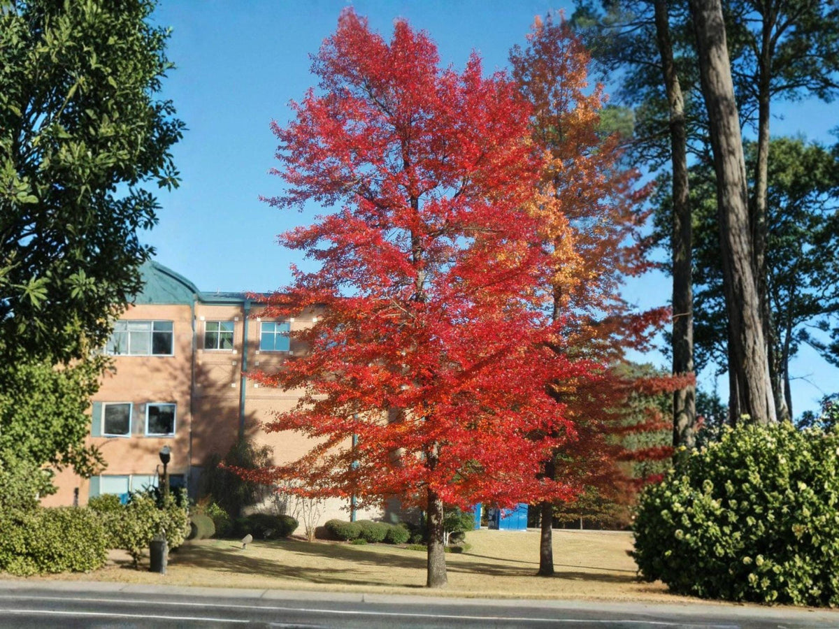 Black Gum Tree Bare Root 12-24" Nyssa sylvatica Vivid Fall Color Native Tree