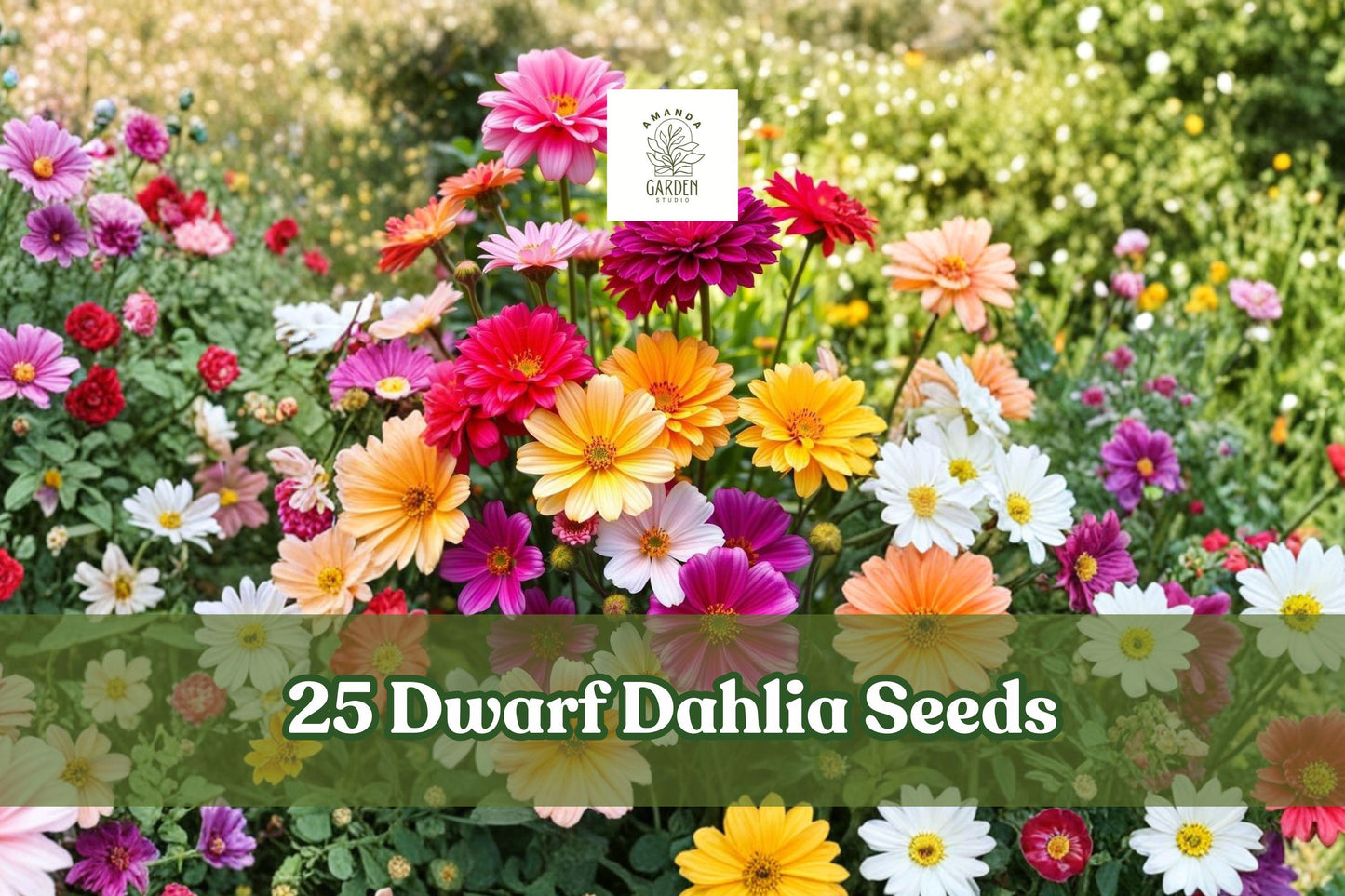 Dwarf Dahlia Seeds 25+ Mix for Containers & Gardens, Vibrant Seasonal Flowers, Dahlia spp.