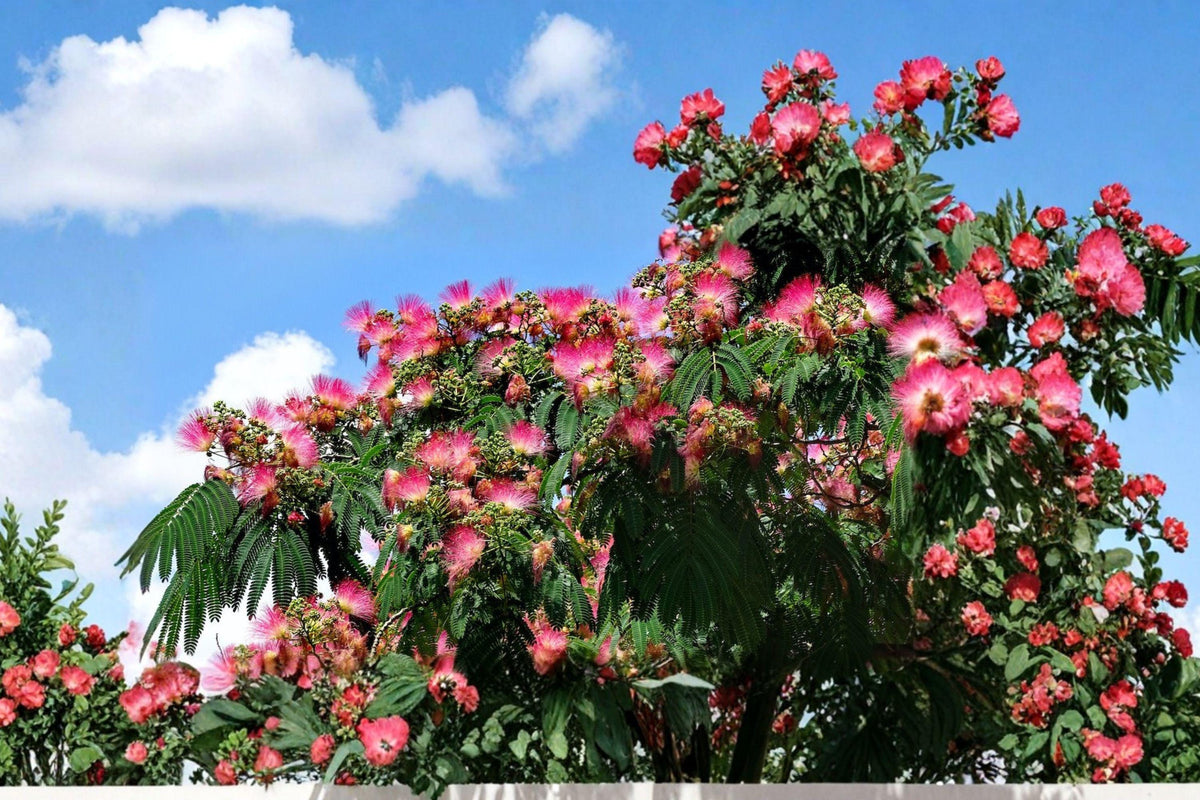 Pink Mimosa Tree Bare Root Plant – Albizia julibrissin, Fragrant Pink Pom-Pom Flowers, Ornamental Deciduous Tree for Gardens