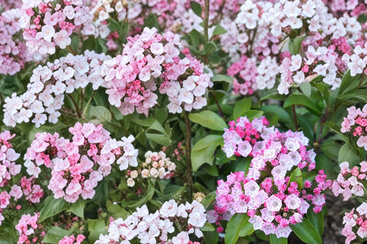 Pink Mountain Laurel Bare Root Plant – Kalmia latifolia, 2 Ft+ Hardy Evergreen Shrub for Shade Gardens