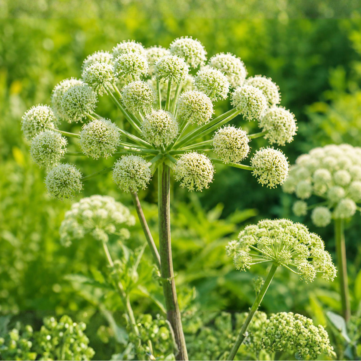 Angelica atropurpurea Seeds – Perennial Flowering Plant, Greenish Purple Flowers, 50 Seeds for Woodland Gardens & Pollinator Gardens