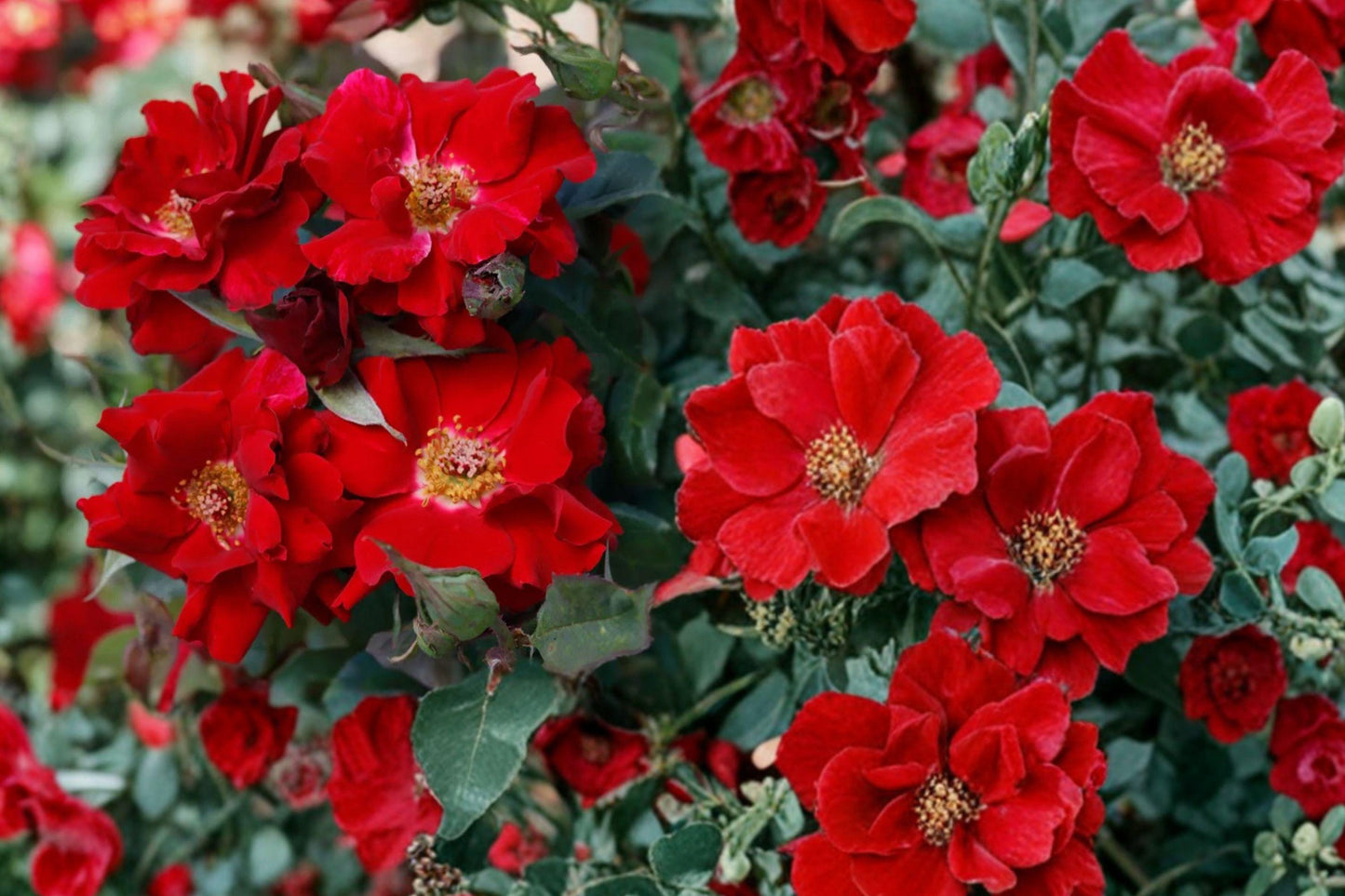 Red Climbing Rose Bare Root Plant – Vigorous, Fragrant Red Blooms, Perennial Garden Climber, Rosa spp.