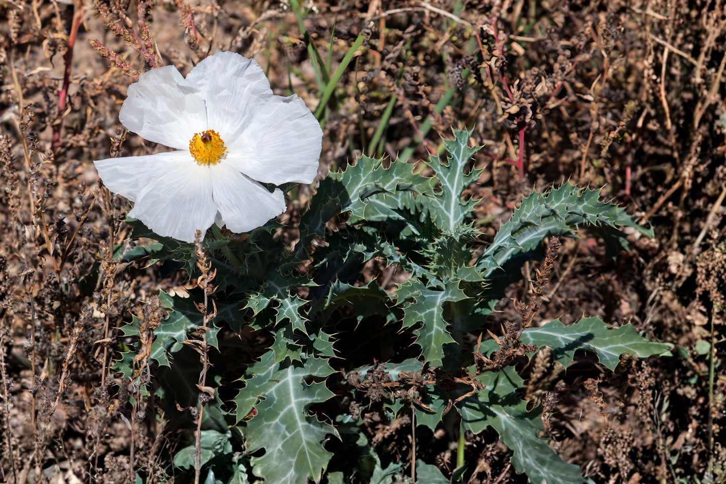 Prickly Poppy Seeds – White Native Wildflower, Drought-Tolerant, Argemone polyanthemos, Wildflower Seeds for Prairie & Xeriscape Gardens