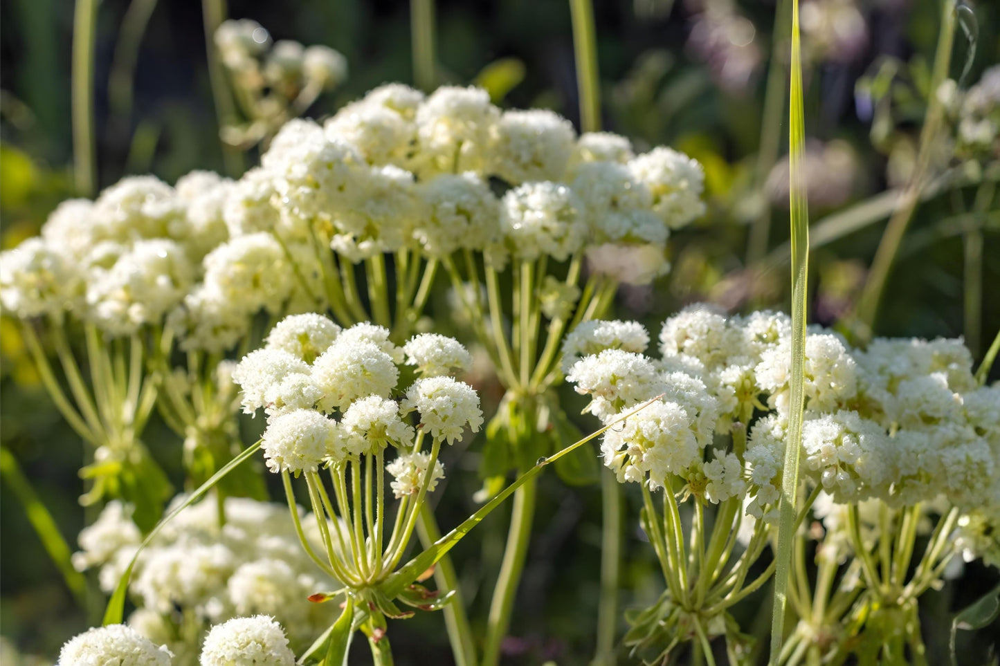 Parsnipflower Buckwheat Seeds, Native Wildflower, Drought-Tolerant, Rocky Soil, Eriogonum heracleoides, Pollinator Plant, 50 Seeds