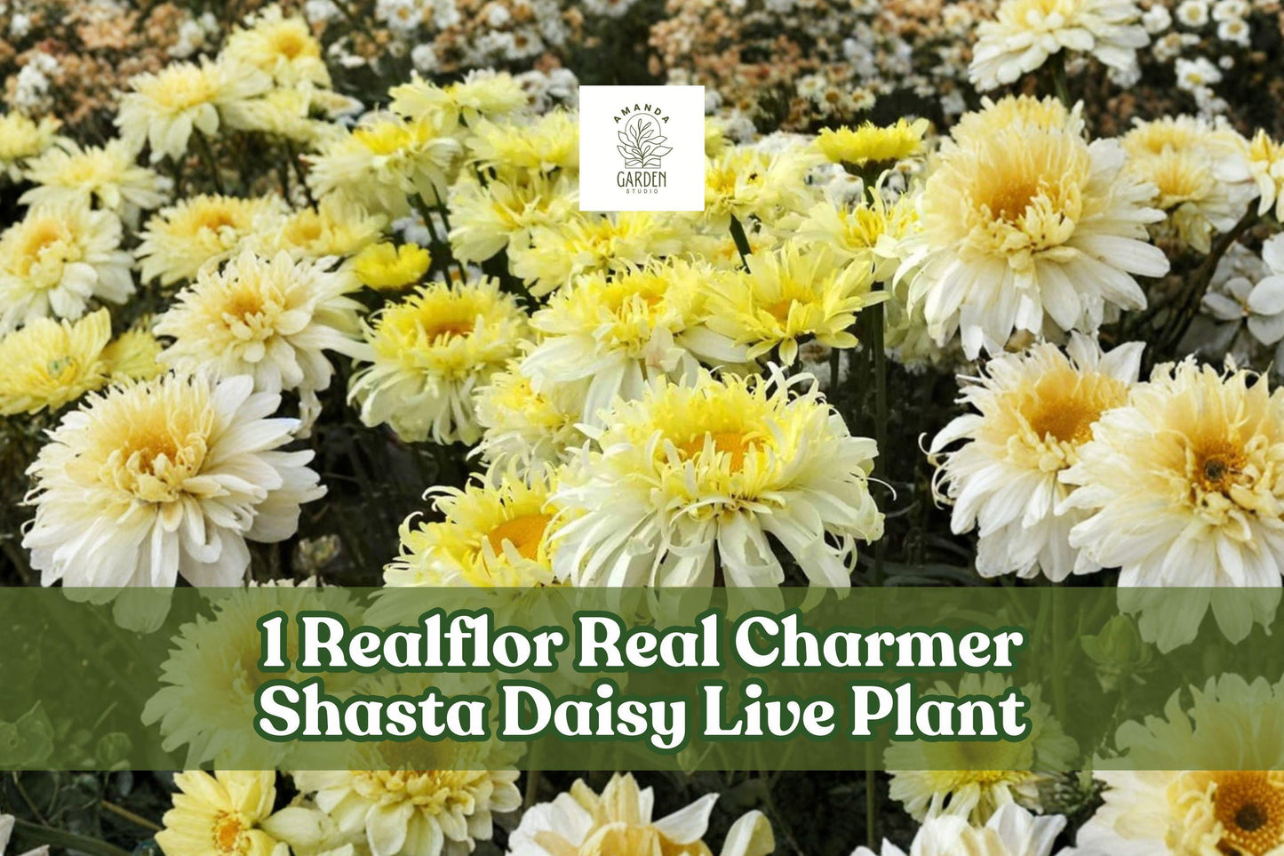 Realflor Real Charmer Shasta Daisy Live Plant Plug | Perennial Leucanthemum x superbum with Creamy White Blooms