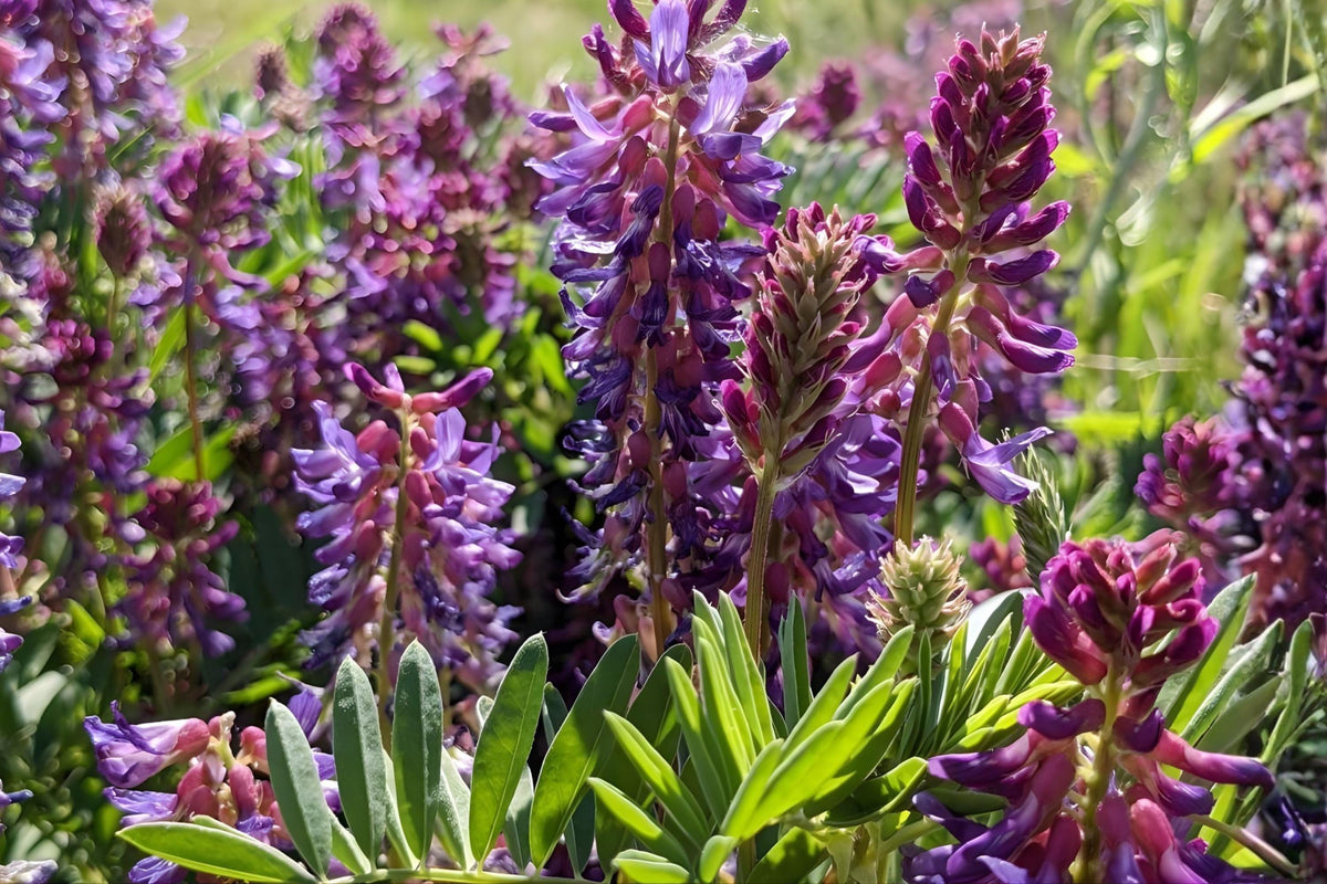 Twogroove Milkvetch Seeds (15) | Native Astragalus bisulcatus Wildflower for Dry Soils & Pollinators