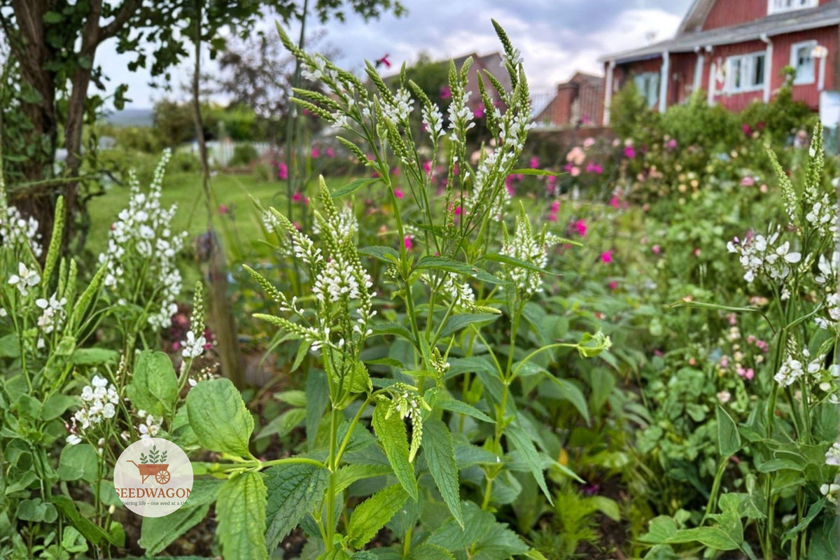 White Vervain Seeds – Native Perennial Wildflower for Pollinator Gardens – Verbena urticifolia, White Flowers