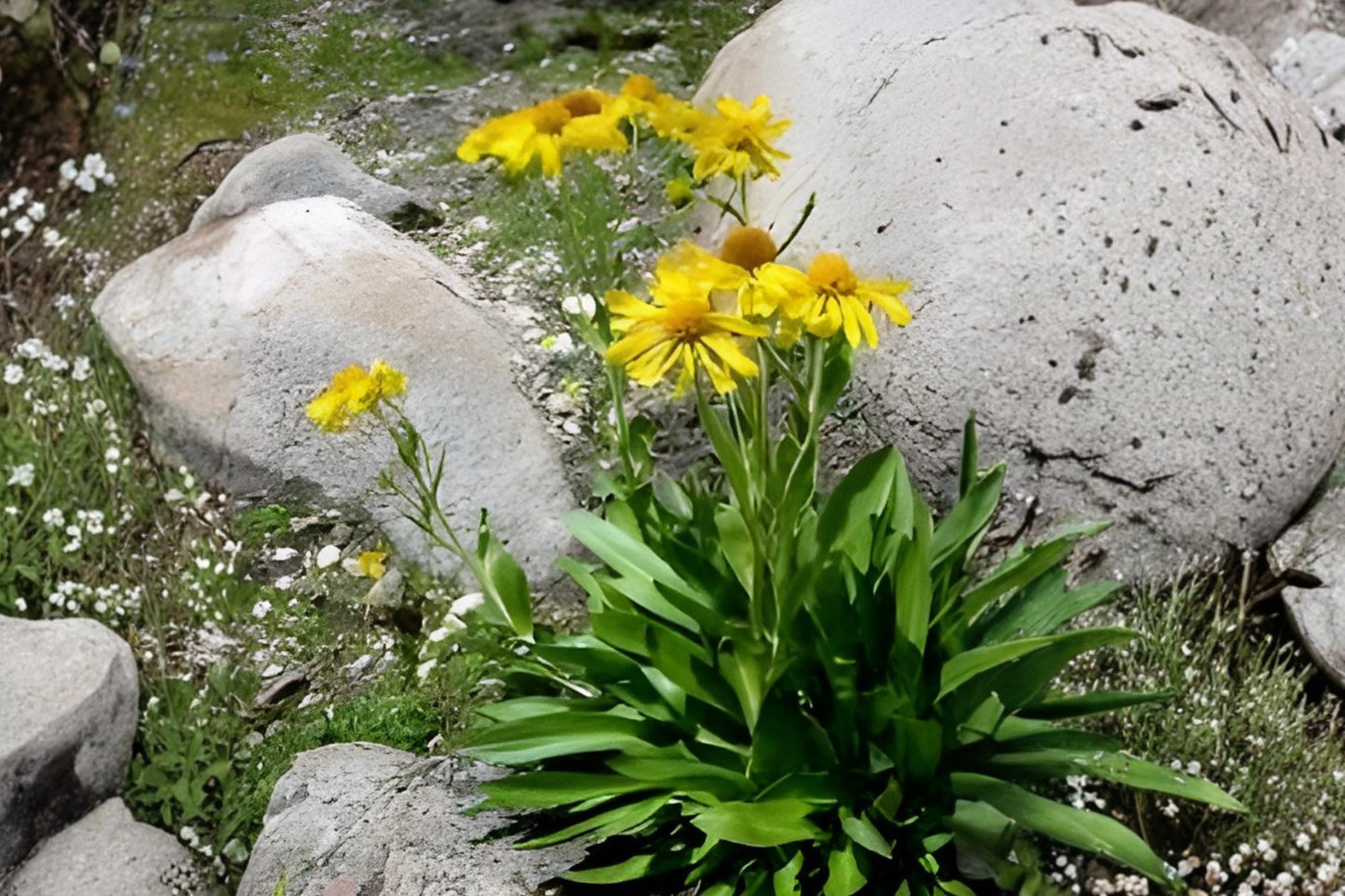 Orange Mountain Daisy Seeds – Native Alpine Wildflower, Drought Tolerant, Hymenoxys hoopesii, Bright Orange Blooms, Rock Garden Planting