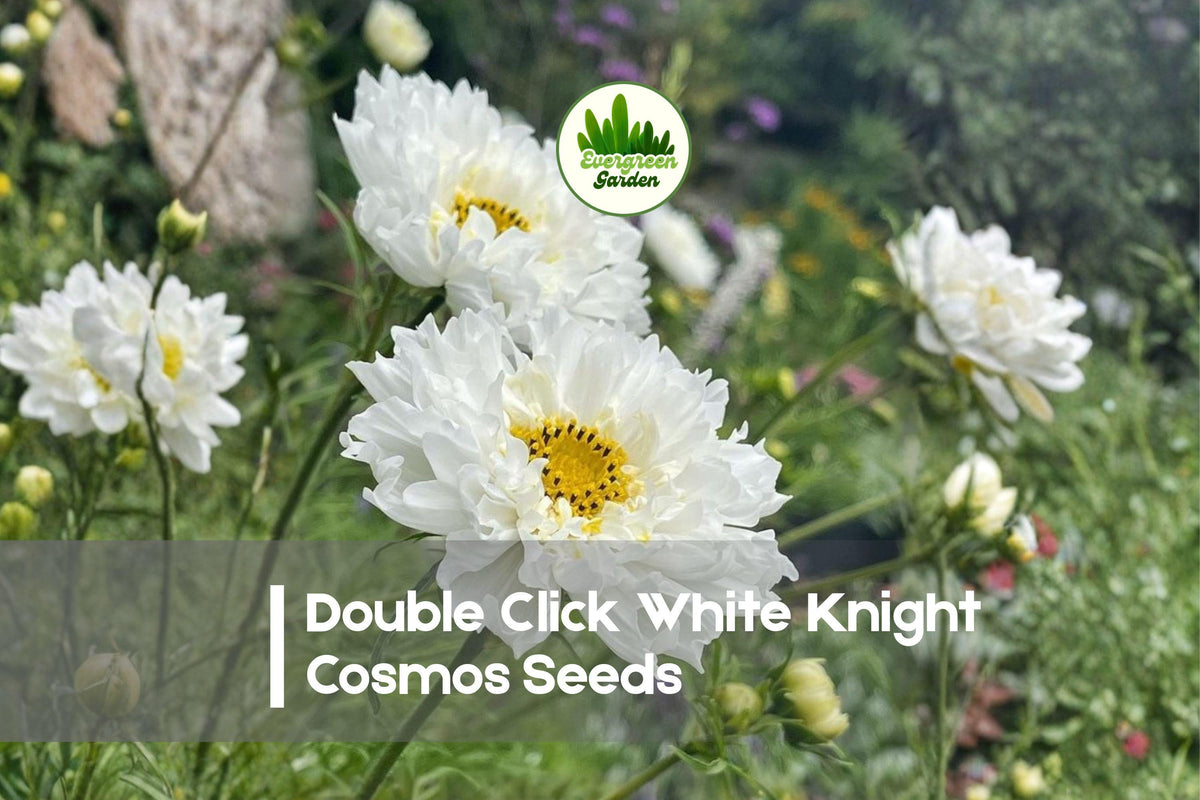 Double Click White Knight Cosmos Seeds, 200+ Premium Cosmos bipinnatus, White Double Frilled Blooms, Annual for Borders & Bouquets