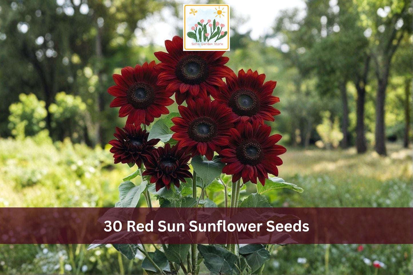 Red Sun Sunflower Seeds, Helianthus annuus, Maroon Cut Flower, Outdoor Annual, 30 Seeds
