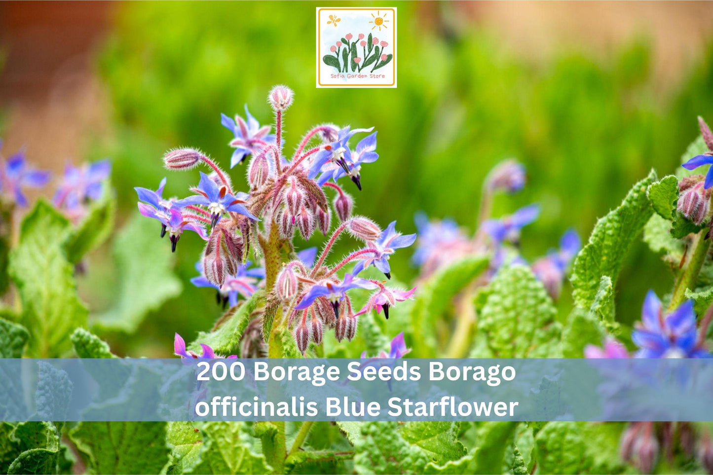 Borage Seeds 200+ Borago officinalis Blue Starflower Herb Garden, Annual Flowering Plant for Outdoors