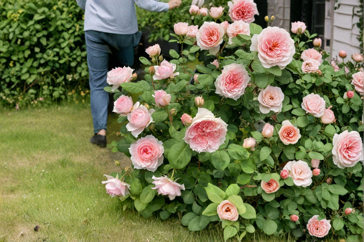Monique Darve Rose Cuttings – Rosa hybrid Flowering Shrub for Grafting & Propagation, Pink Blooms