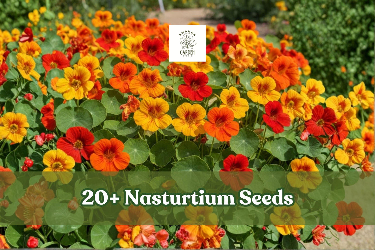 Dwarf Nasturtium Seeds, Tropaeolum majus, Edible Flowers, Pollinator Attracting, Mixed Colors, Outdoor Garden, 20+ Seeds