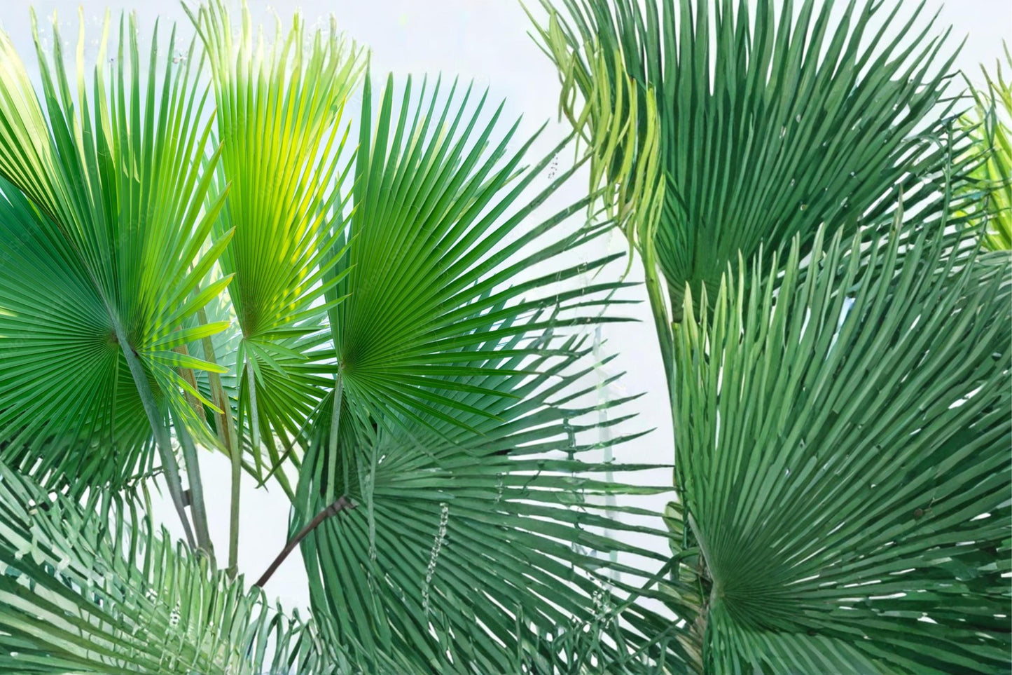 Fiji Fan Palm Seeds – Pritchardia pacifica Tropical Ornamental Palm for Landscaping, 5 Seeds