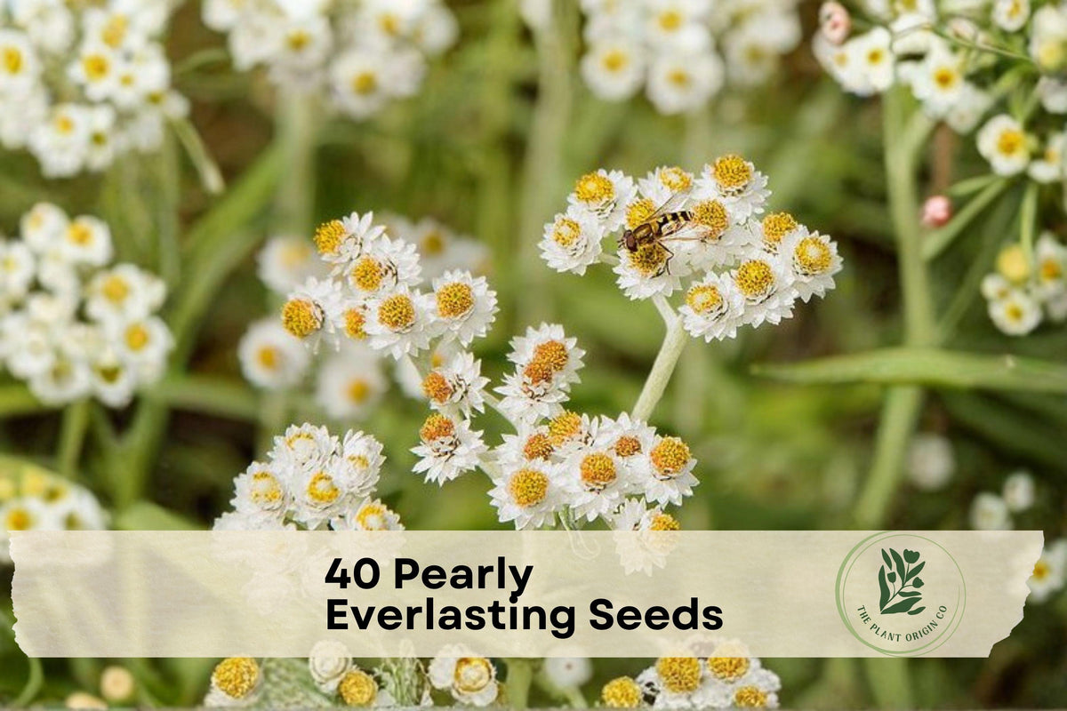 Pearly Everlasting Seeds - Anaphalis margaritacea Wildflower, White Blooms, Dried Flower Use, Pollinator Garden, 40 Seeds