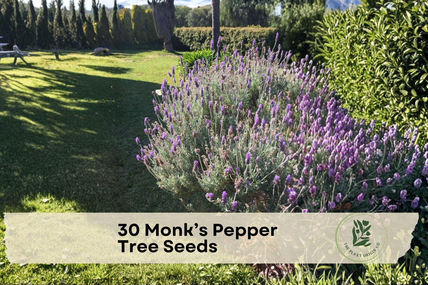 40 Pearly Everlasting Seeds for Ornamental Shrub or Small Tree, Purple Flowers, Vitex agnus-castus, Chaste Tree