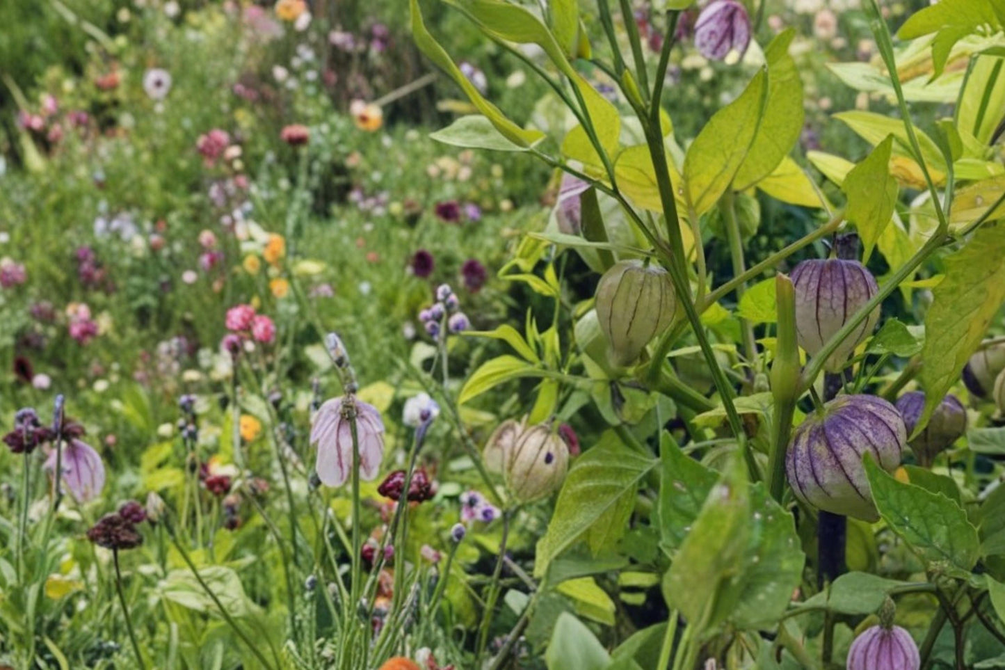Purple Chinese Lantern Seeds – Physalis ixocarpa, Lantern Fruit, Purple-Toned, Garden Seed, Edible Plant, Warm Climate