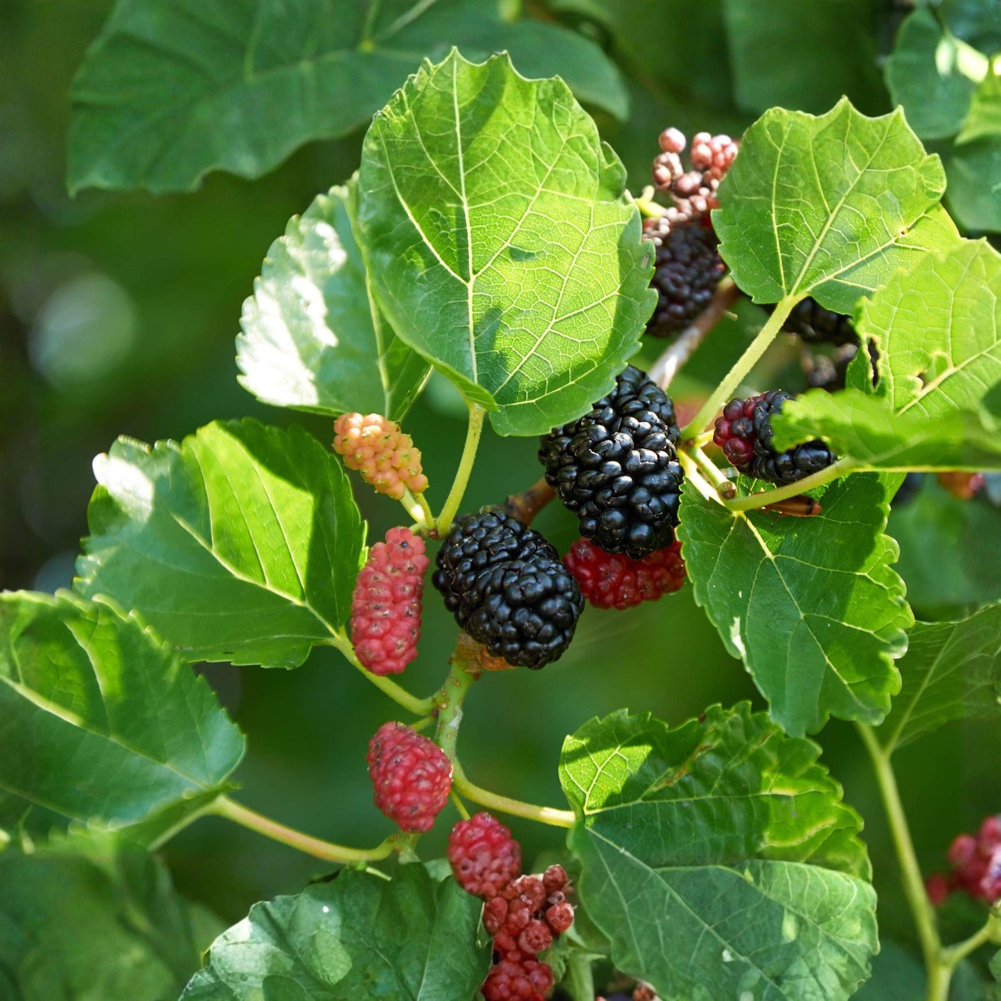 Dwarf Everbearing Mulberry Starter Trees – 4-12 Inches, 2 Live Rooted Plants for Garden or Container, Morus alba
