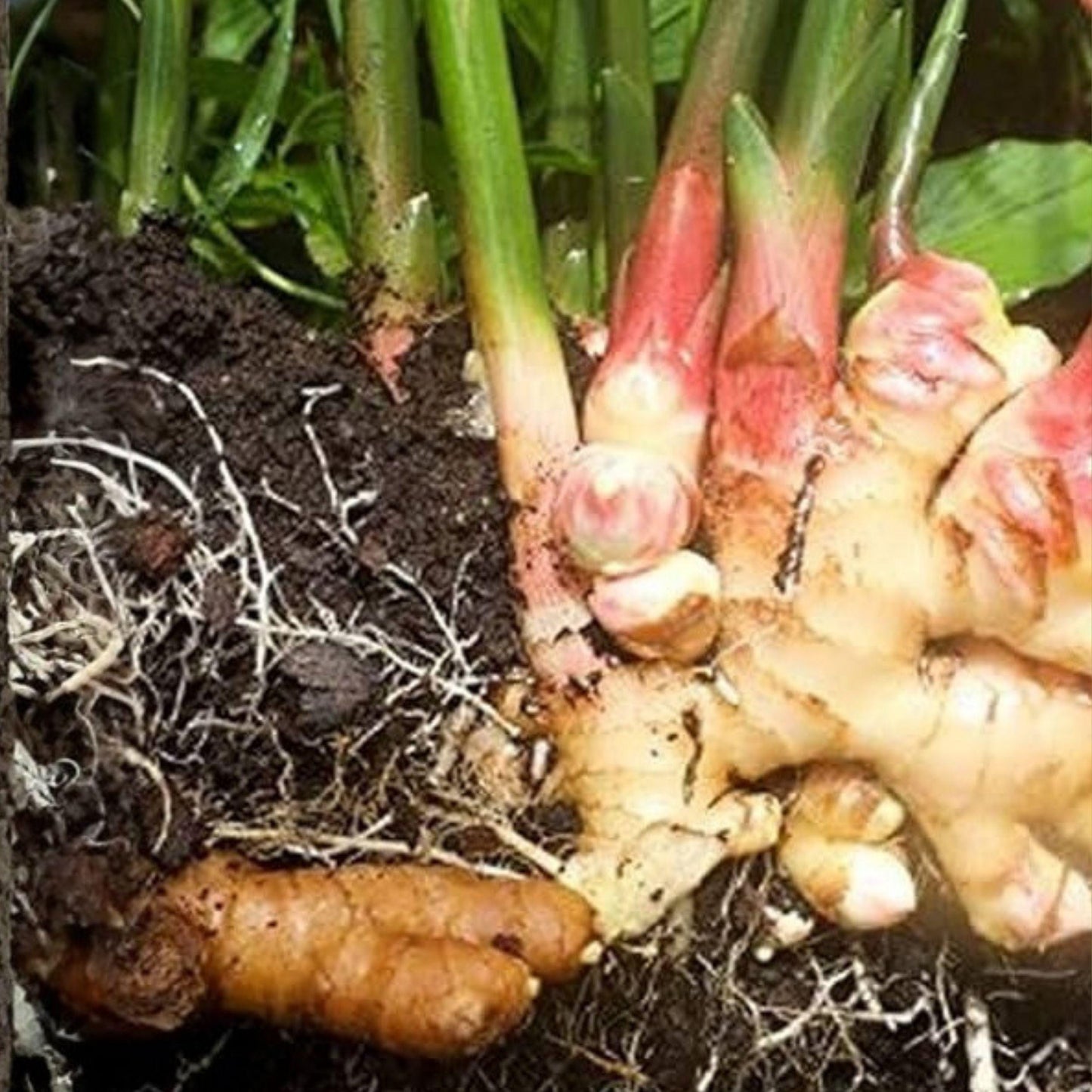 Edible Ginger Plant Starter | Zingiber officinale | 6-10 Inches Live Culinary Herb for Cooking and Harvesting