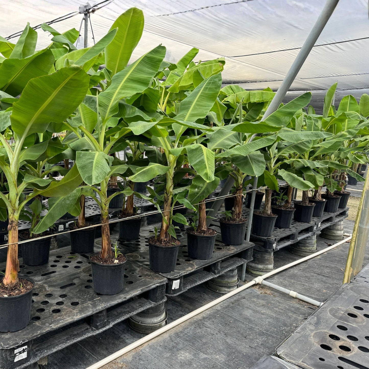 Goldfinger Banana Starter Plants, 4-8 Inches, Rooted, Tropical Fruit, Musa acuminata