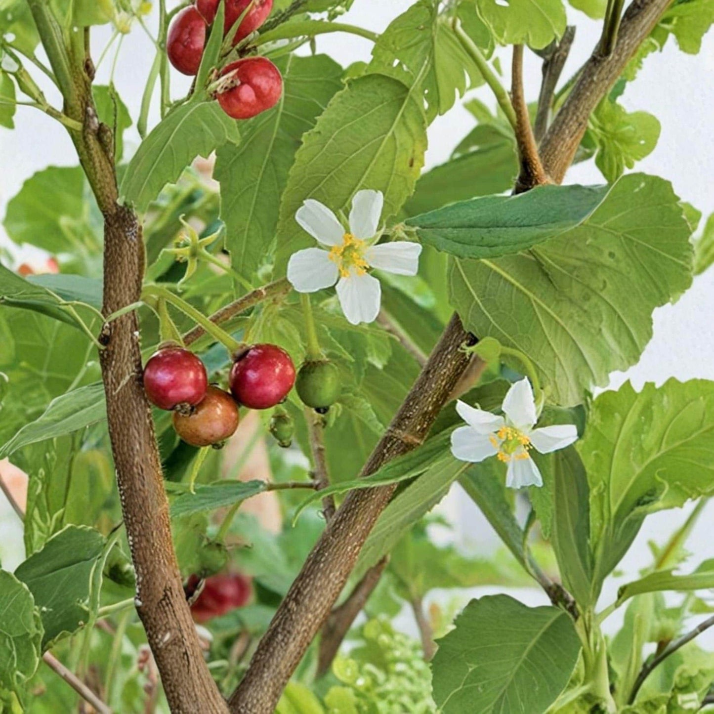 Strawberry Tree Live Plant Muntingia calabura 6-10 Inches Tropical Fruit Tree for Garden