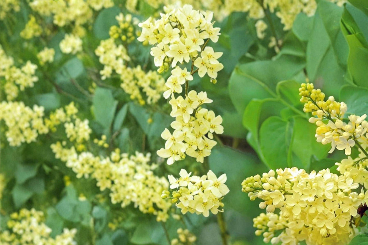 Yellow Lilac Seeds – Syringa reticulata, Ornamental Shrub, Flowering Plant, Landscape, 50 Seeds