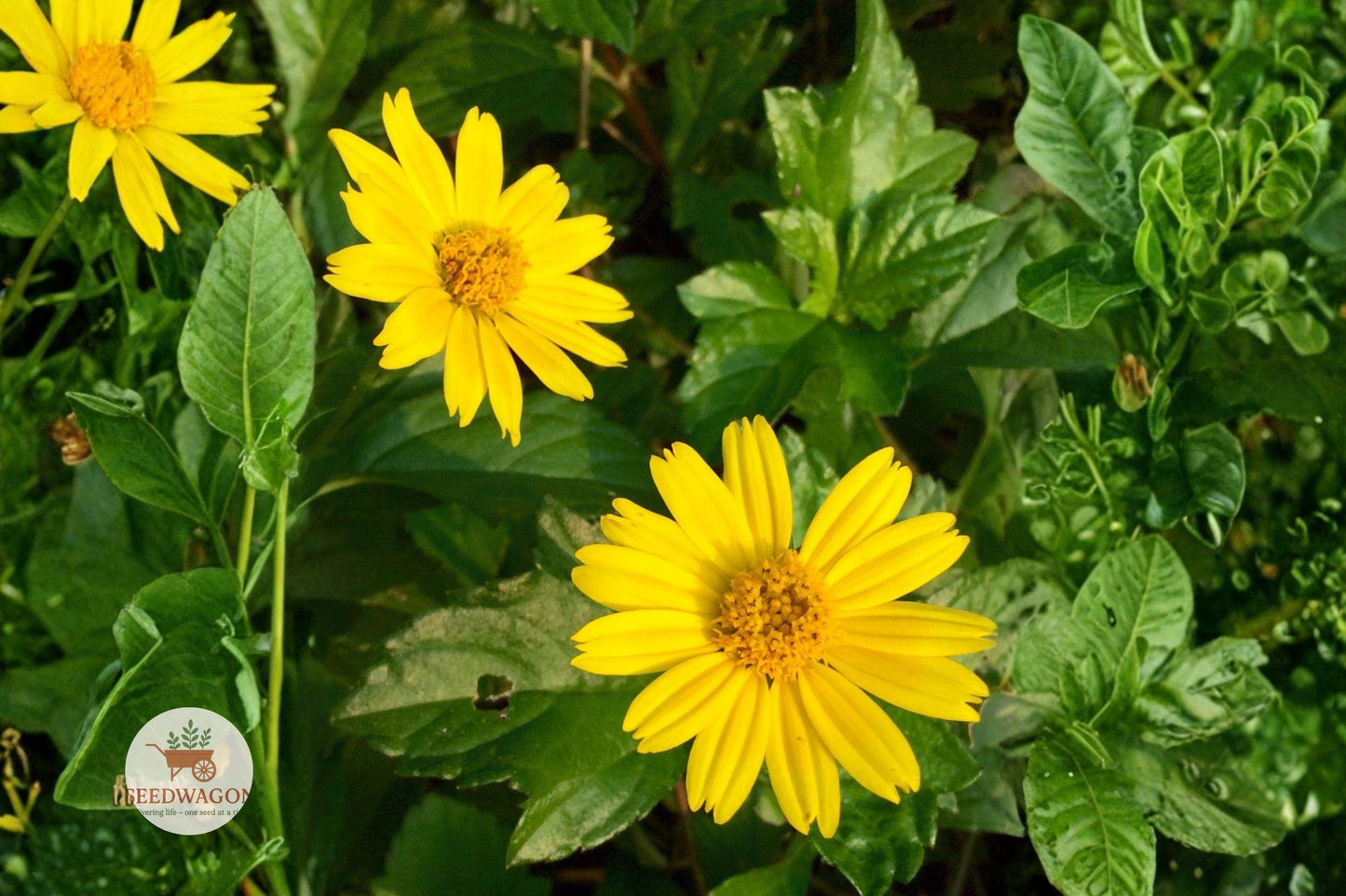 Yellowray Goldfields Seeds 100 | Native Lasthenia glabrata Wildflower for Pollinator Gardens, Meadows & Borders
