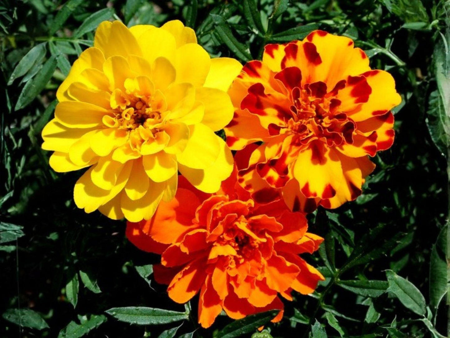French Marigold Seeds – Petite Mix, Heirloom Non-GMO, Tagetes patula, Compact Annual Flower for Borders & Containers
