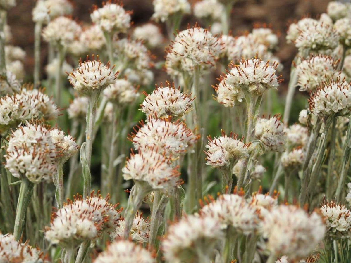 Antennaria neglecta Seeds – Prairie Pussytoes Native Ground Cover Heirloom Non-GMO Wildflower for Pollinator Gardens