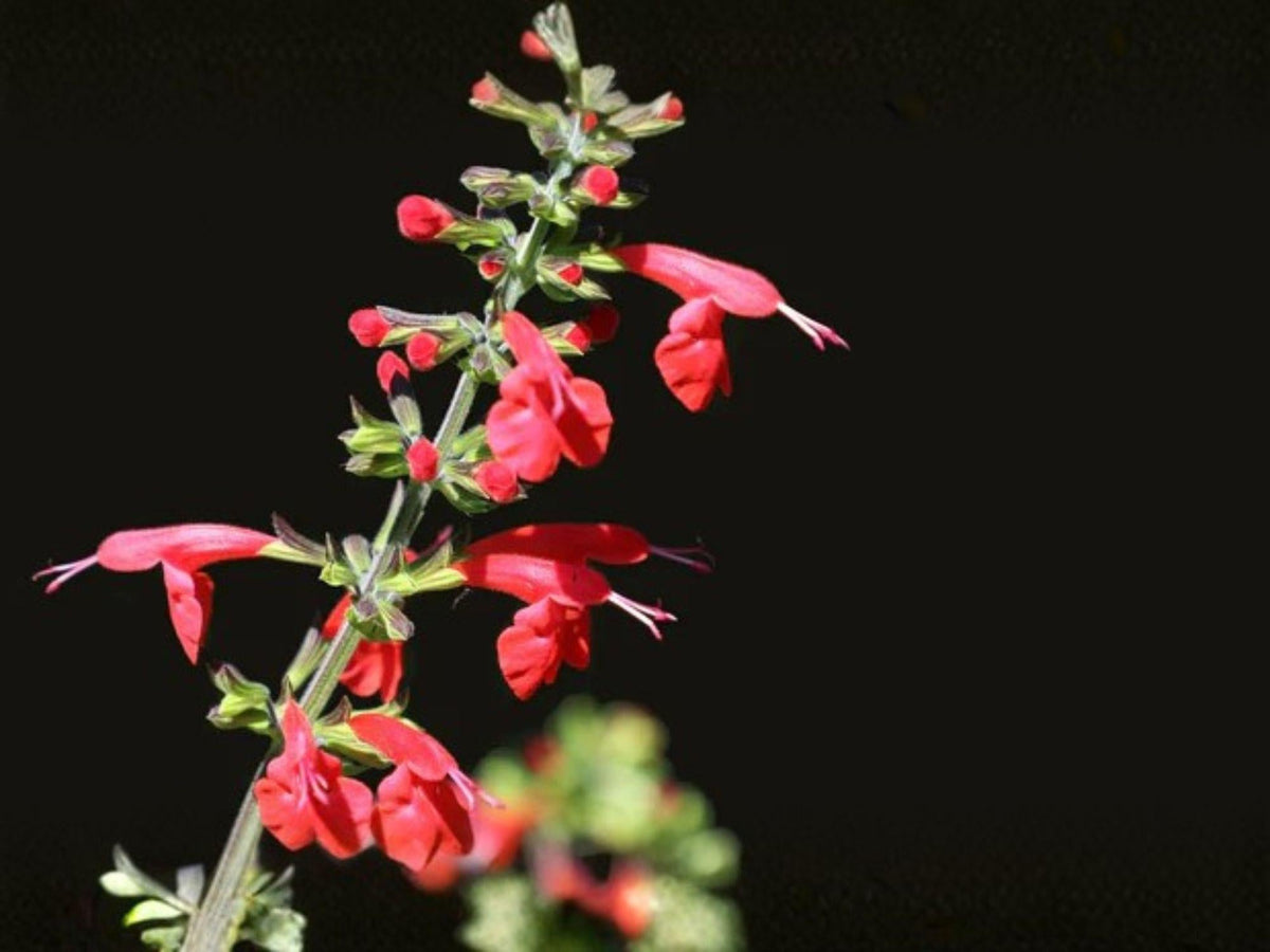 Salvia coccinea Seeds – Scarlet Sage Heirloom Non-GMO Red Flower Pollinator Garden Plant, Annual, 50 Seeds