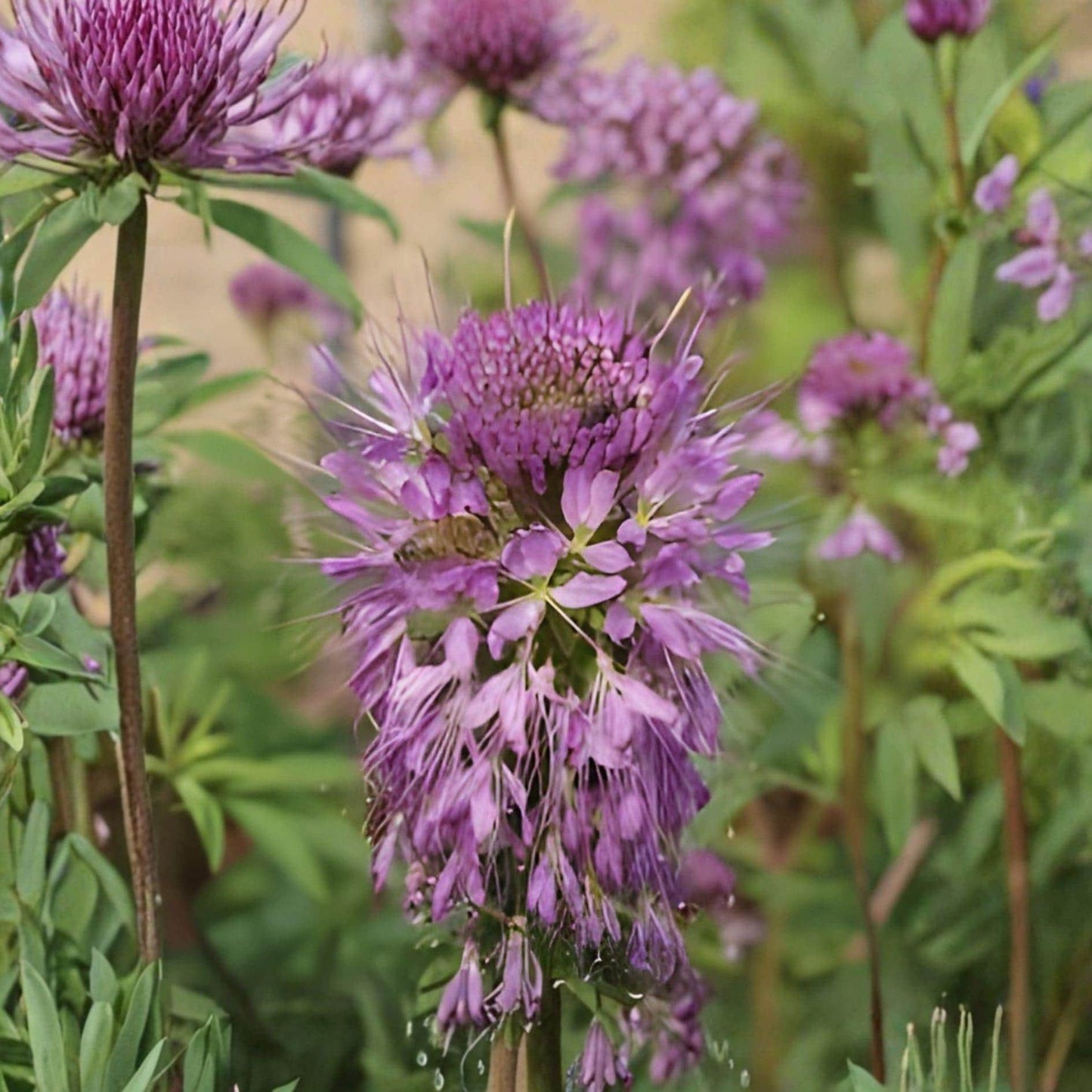 Rocky Mountain Bee Plant Seeds – Cleome serrulata Wildflower for Pollinators, Prairie Gardens, 75 Seeds