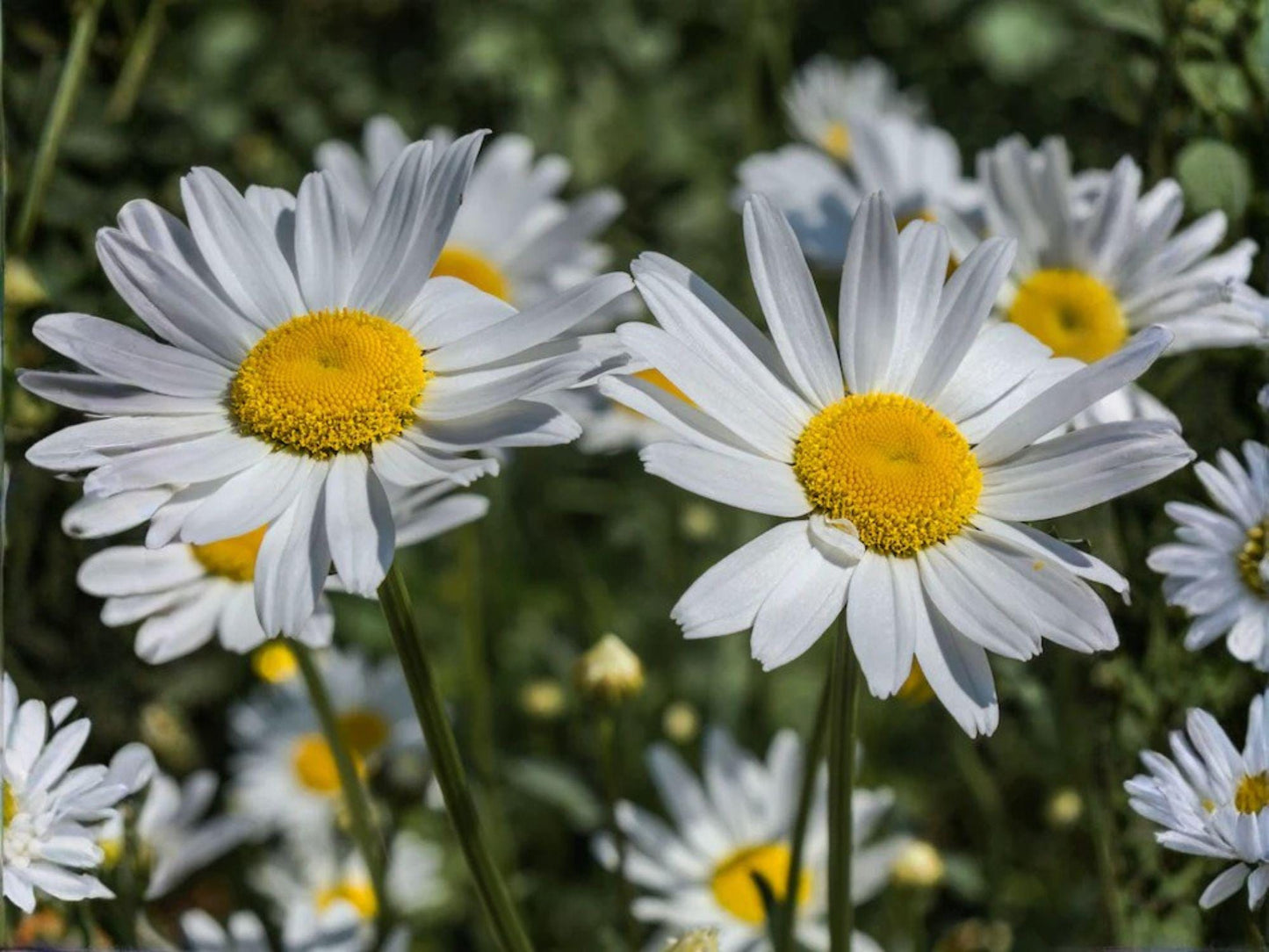 Leucanthemum vulgare Oxeye Daisy Seeds – Heirloom Non-GMO Wildflower Meadow Garden Plant, White Flowers, 100 Seeds
