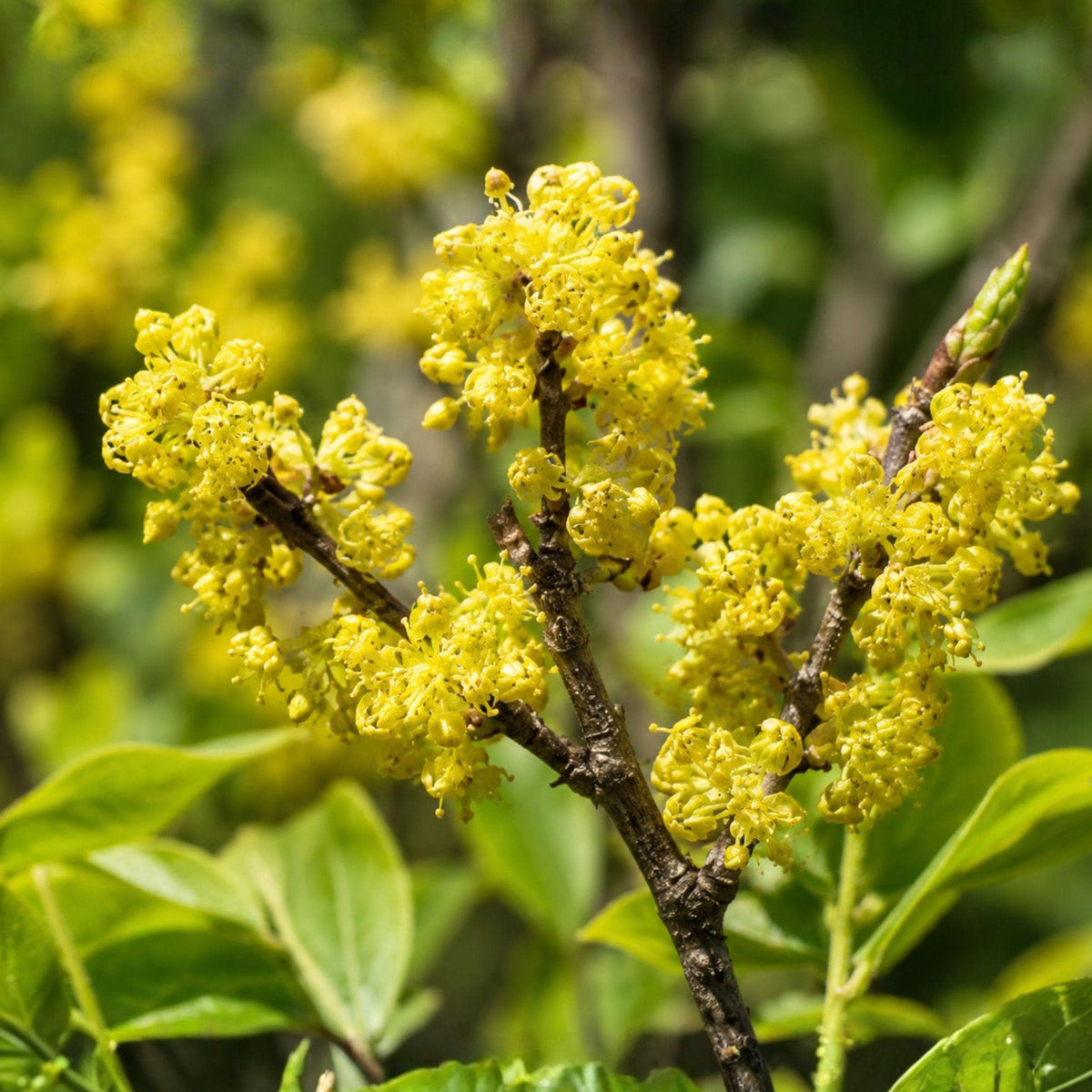 Live Spicebush Plant – Bare Root Lindera benzoin 12–24 Inches for Woodland Gardens & Native Wildlife