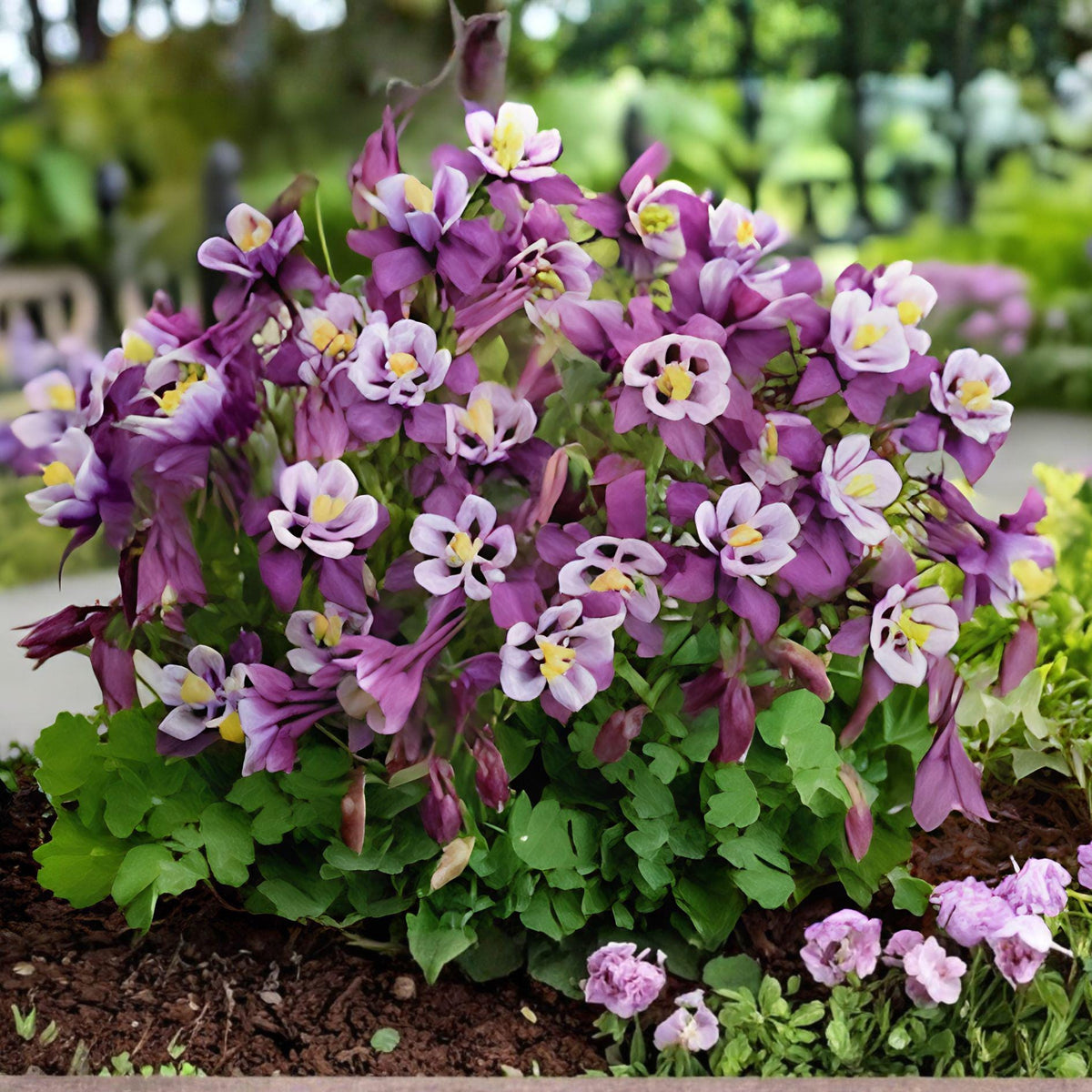 Purple White Columbine Live Plant – Aquilegia vulgaris, Perennial Flowering Plant for Shade Gardens and Pollinator Attraction
