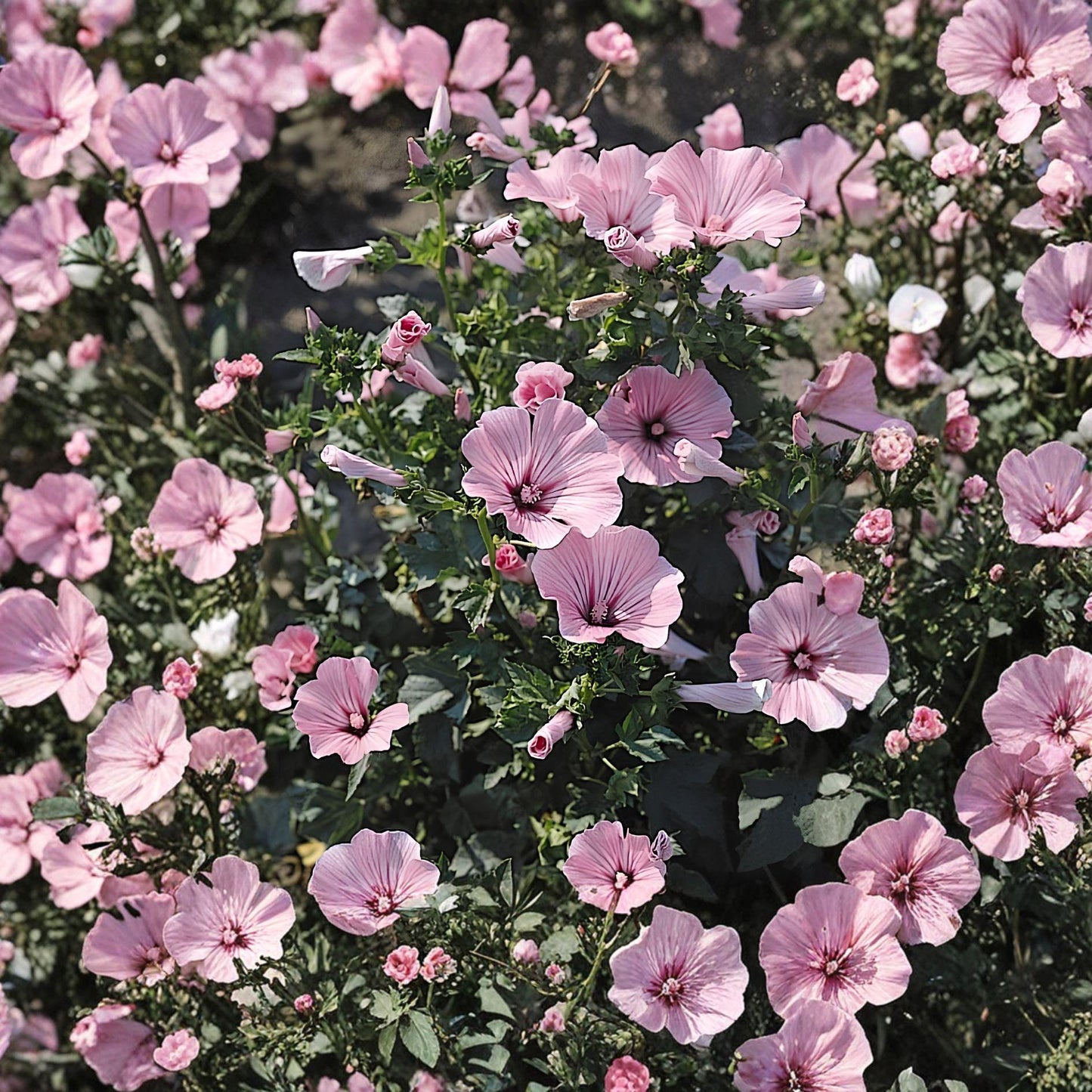 Rose Mallow Live Plant – Bare Root Hibiscus moscheutos – Large Tropical-Style Blooms & Butterfly Attractant
