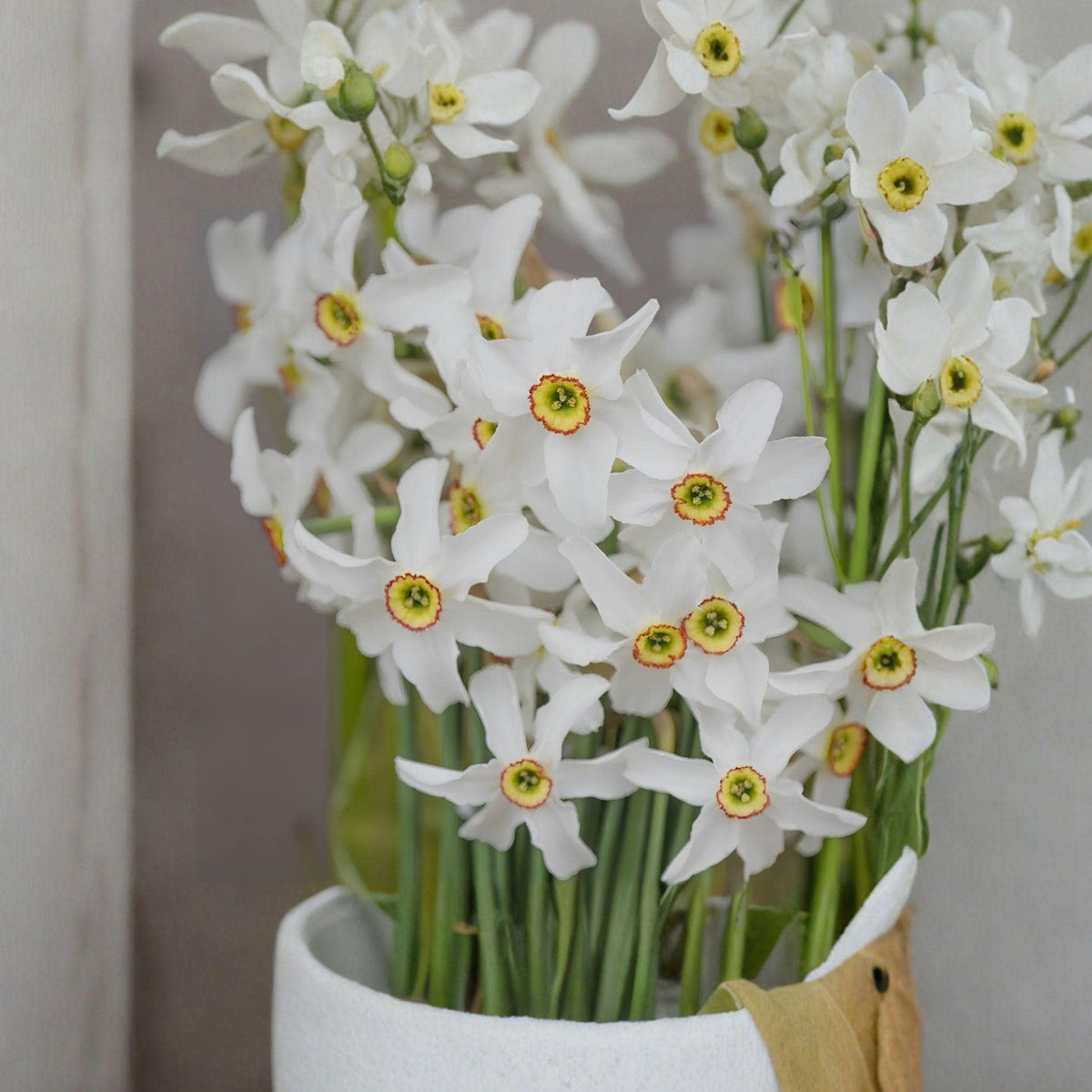 Poet’s Narcissus Bulbs | Daffodil Flower Bulbs | Spring Blooming Hardy Perennial | Narcissus poeticus | 10 Bulbs