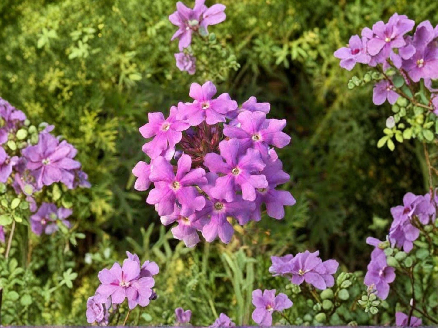 Moss Verbena Flower Seeds | Verbena tenuisecta | Purple Violet Groundcover & Border Plant | 100 Seeds