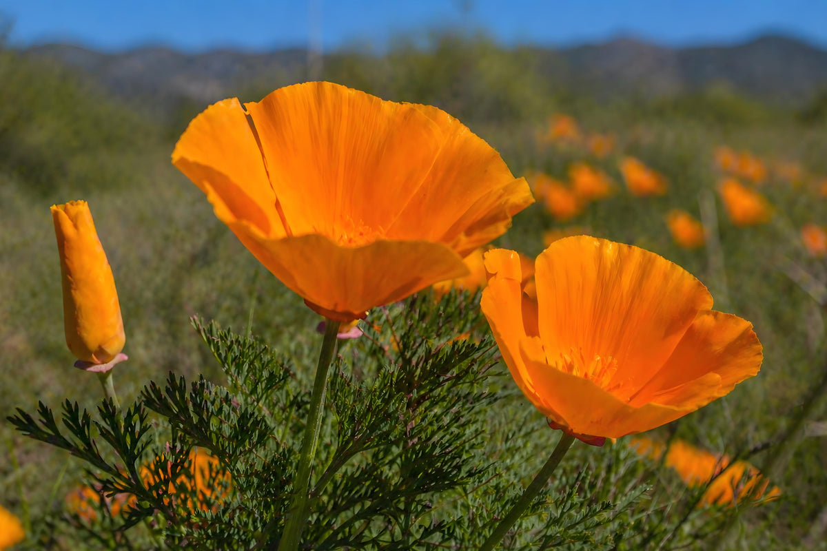 California Poppy Seeds 50 Orange Eschscholzia californica Wildflower Drought-Tolerant Plant