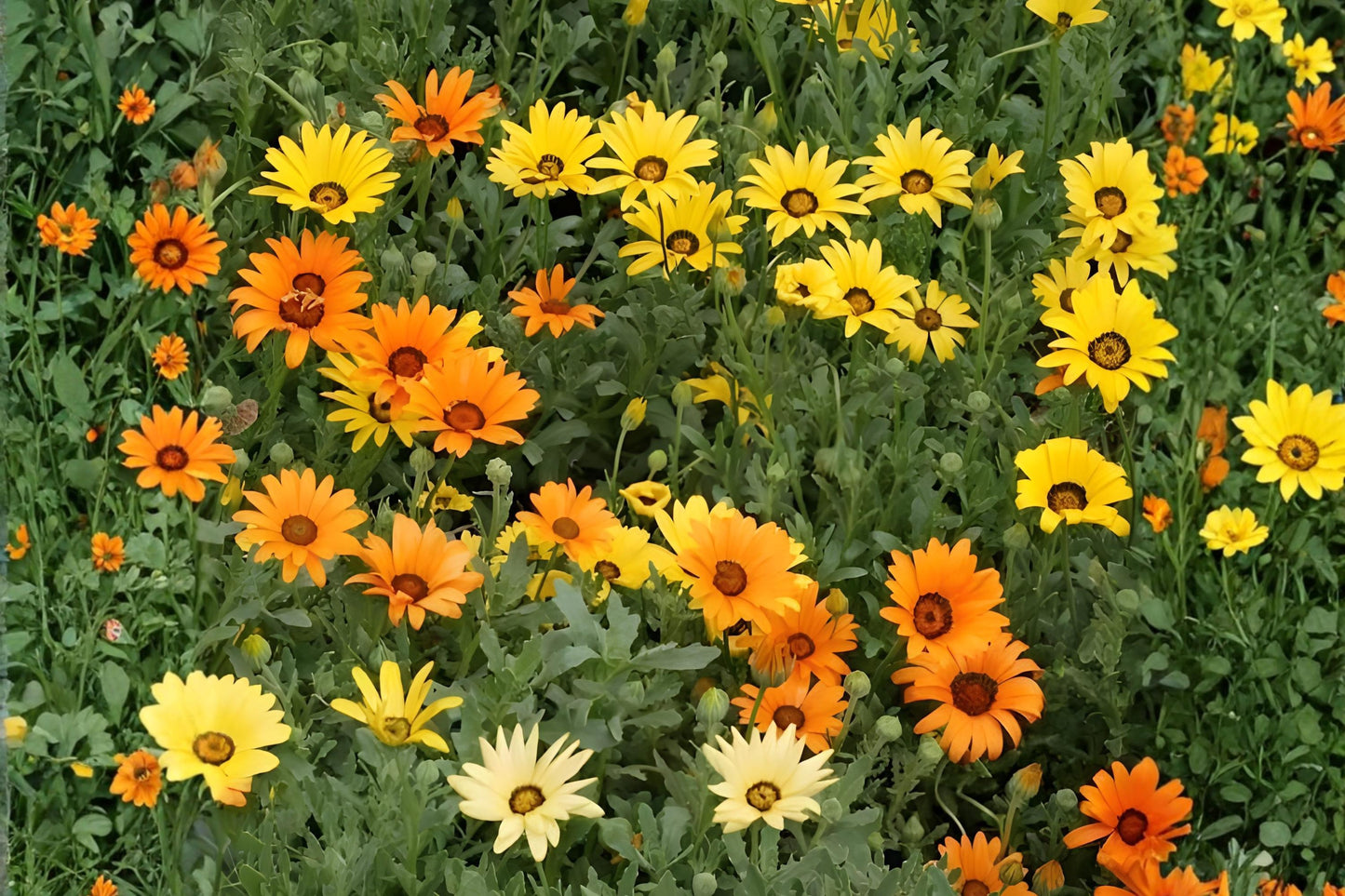 African Daisy Seeds (Dimorphotheca sinuata) – Bright Orange Wildflower, Drought Tolerant, Annual Flower for Borders & Containers
