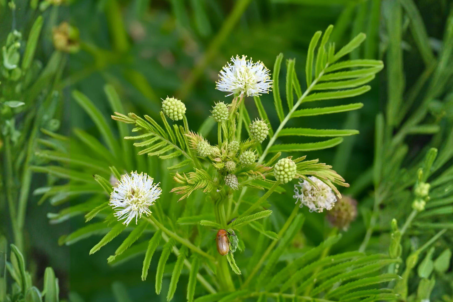 Illinois Bundleflower Seeds – Native Prairie Wildflower, Desmanthus illinoensis, Drought Tolerant, Pollinator-Friendly, Soil-Enhancing