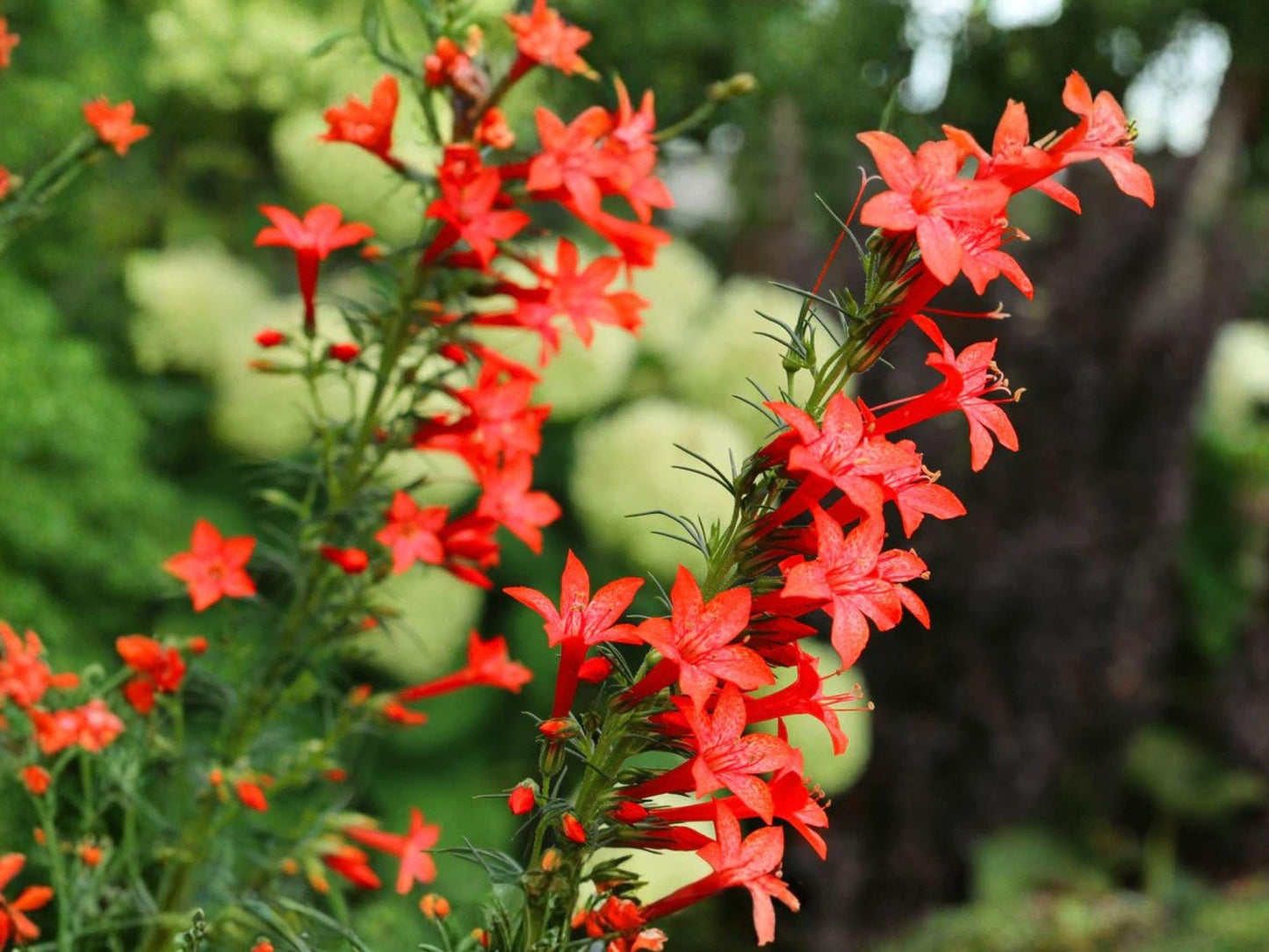 Standing Cypress Flower Seeds | Ipomopsis rubra Bright Red Tubular Blooms | Garden, Wildflower Planting, 100 Seeds